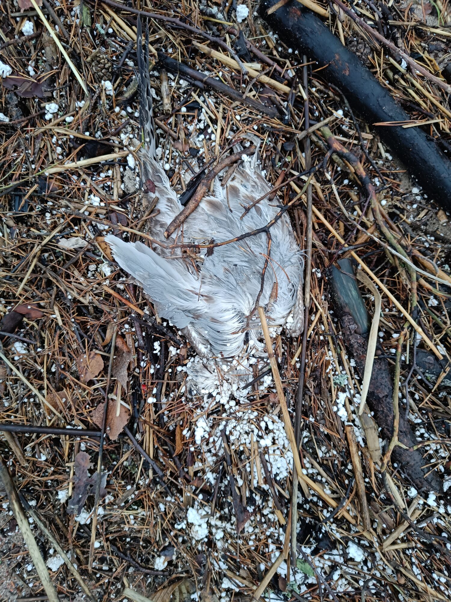 Valokuvaaja: Jenna Pitkänen