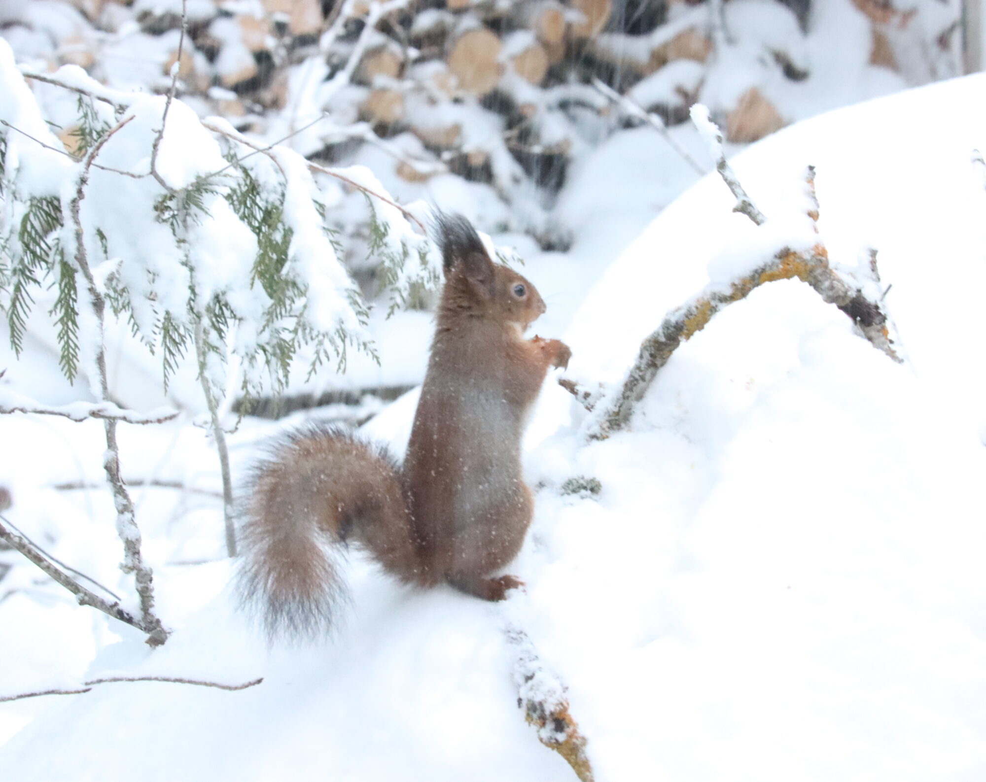 Valokuvaaja: Irja Lehtinen Valokuvaaja: Irja Lehtinen