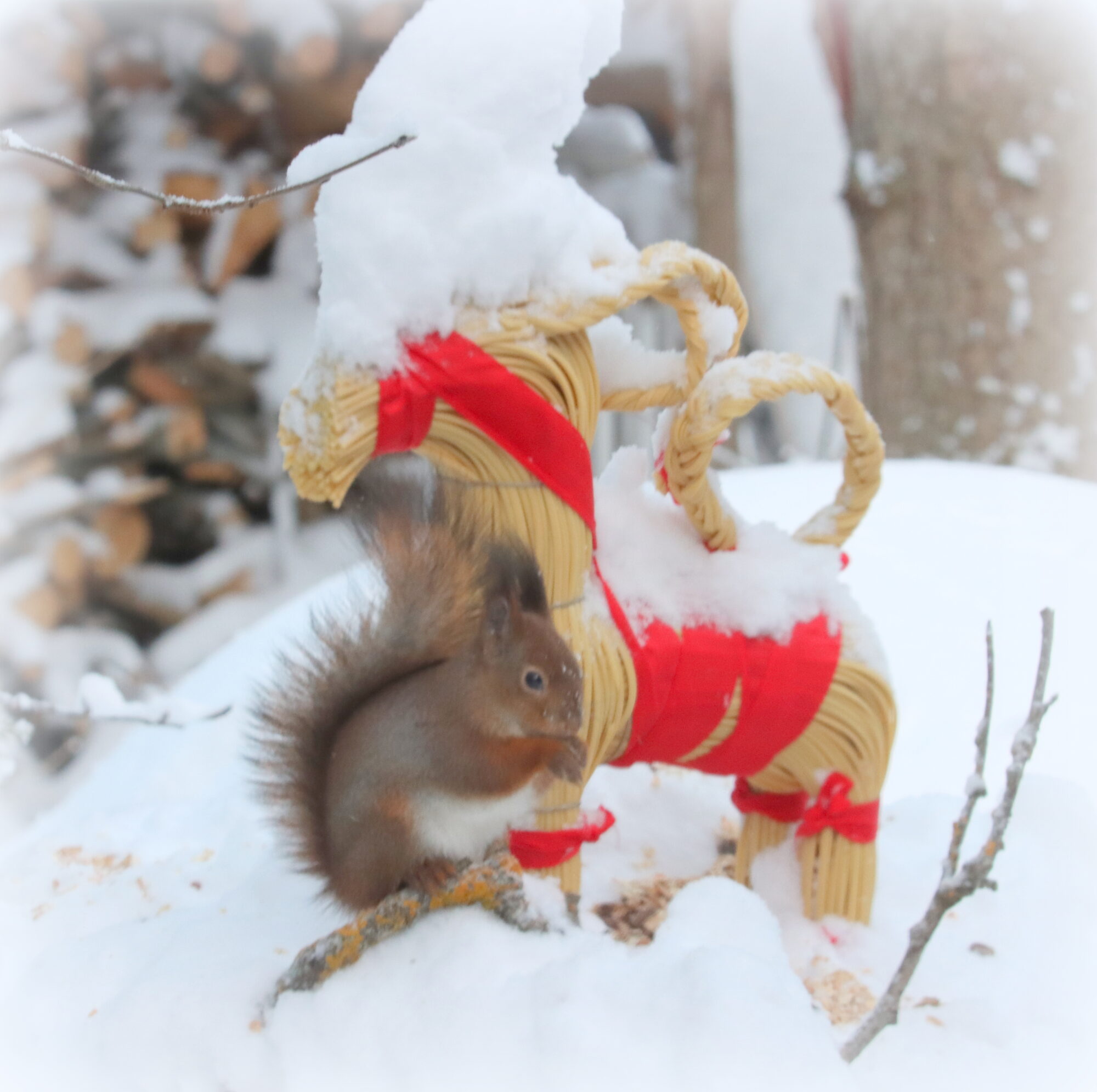 Valokuvaaja: Irja Lehtinen