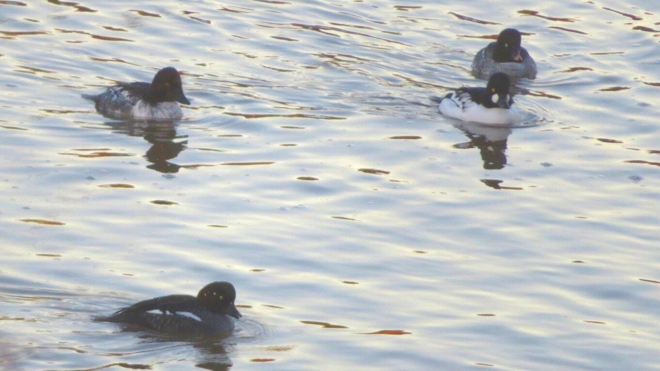 Valokuvaaja: Risto Kangassalo