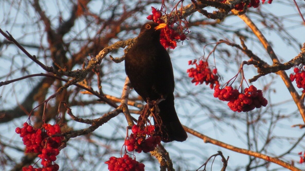 Valokuvaaja: Risto Kangassalo
