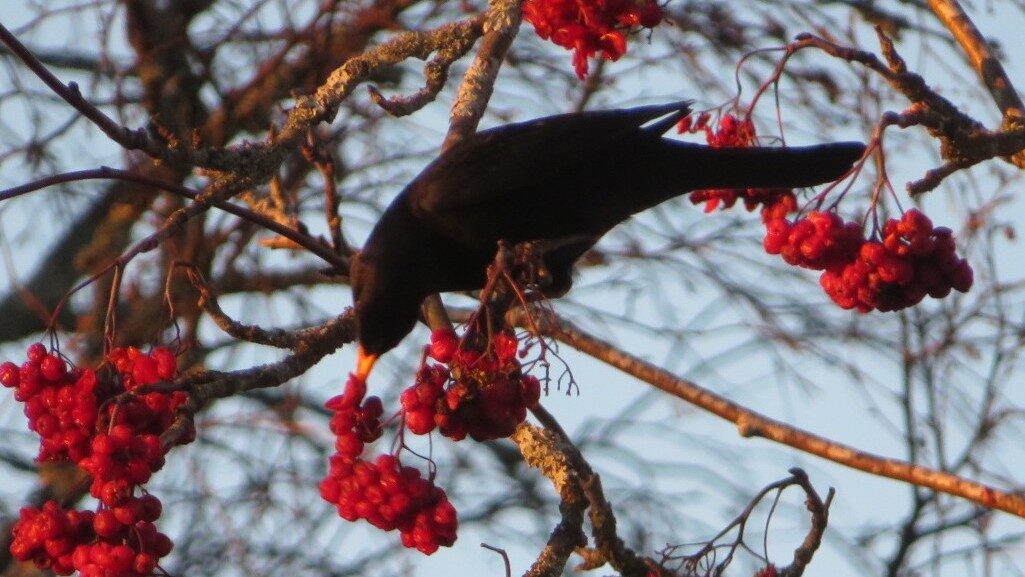 Valokuvaaja: Risto Kangassalo