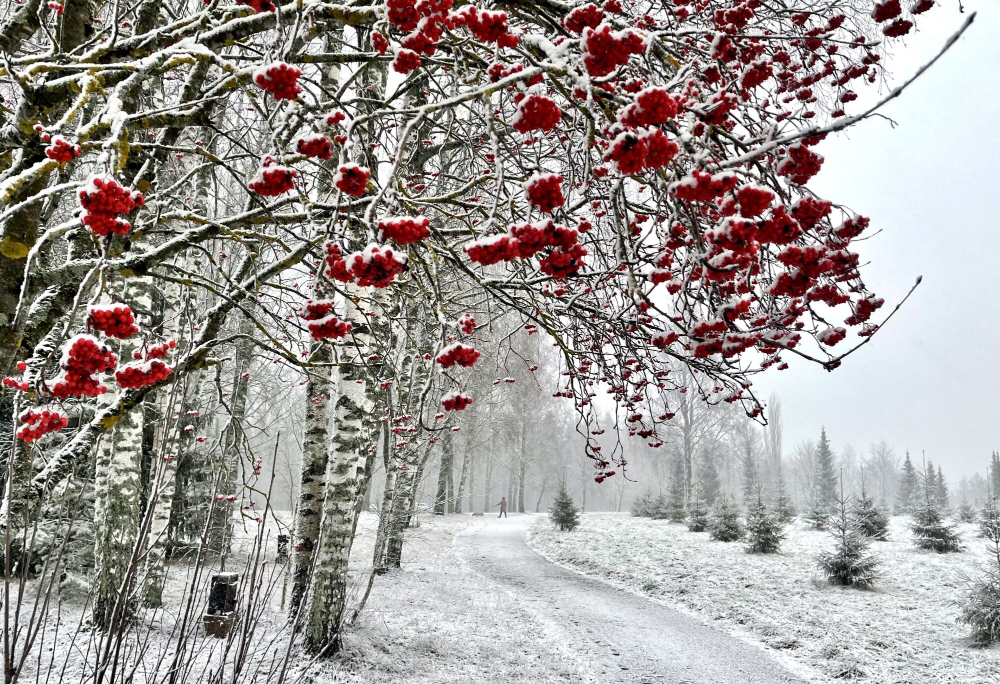 Valokuvaaja: Liisa Niiva-Korpela