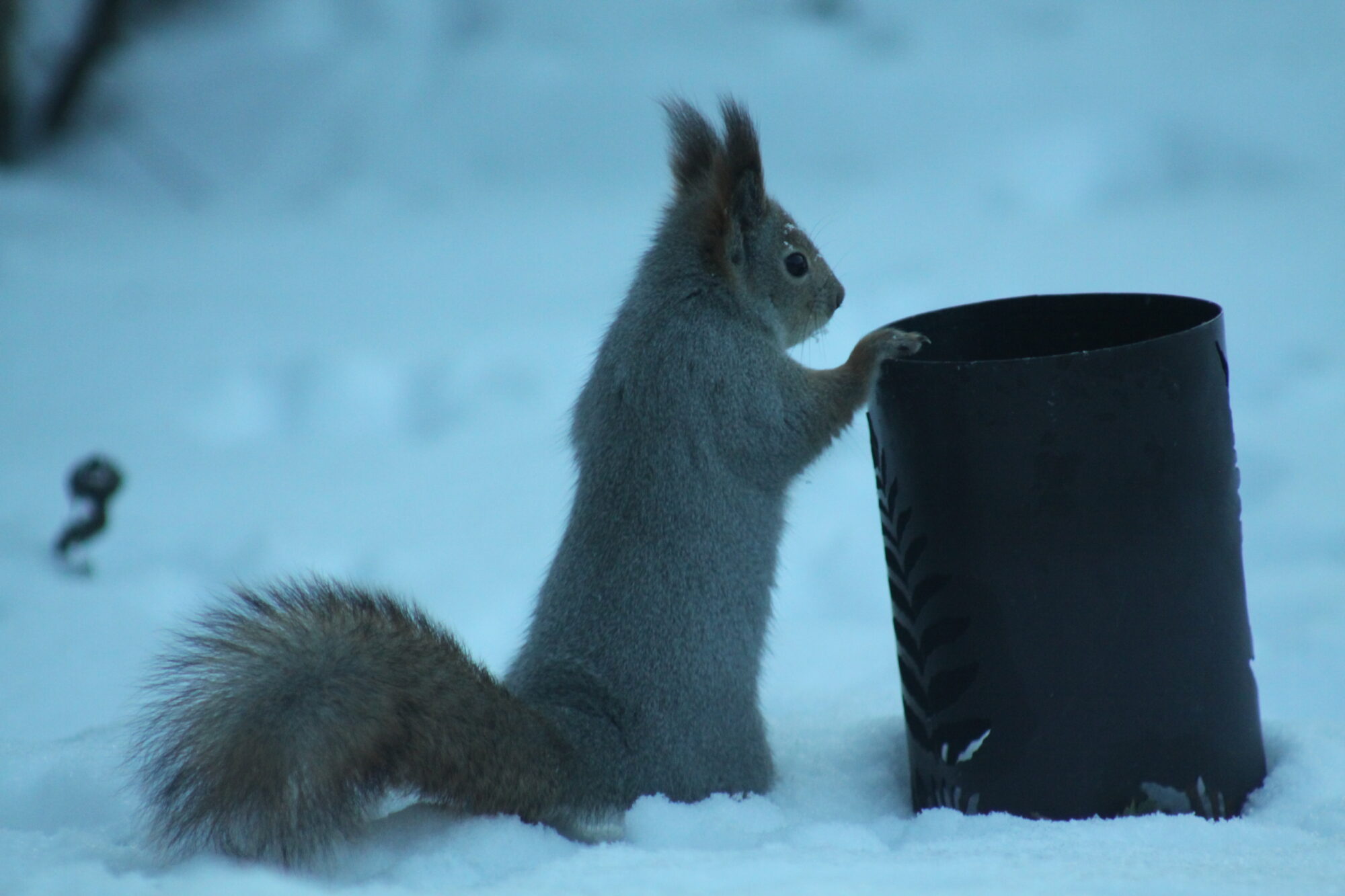 Valokuvaaja: Pirkko Siukonen