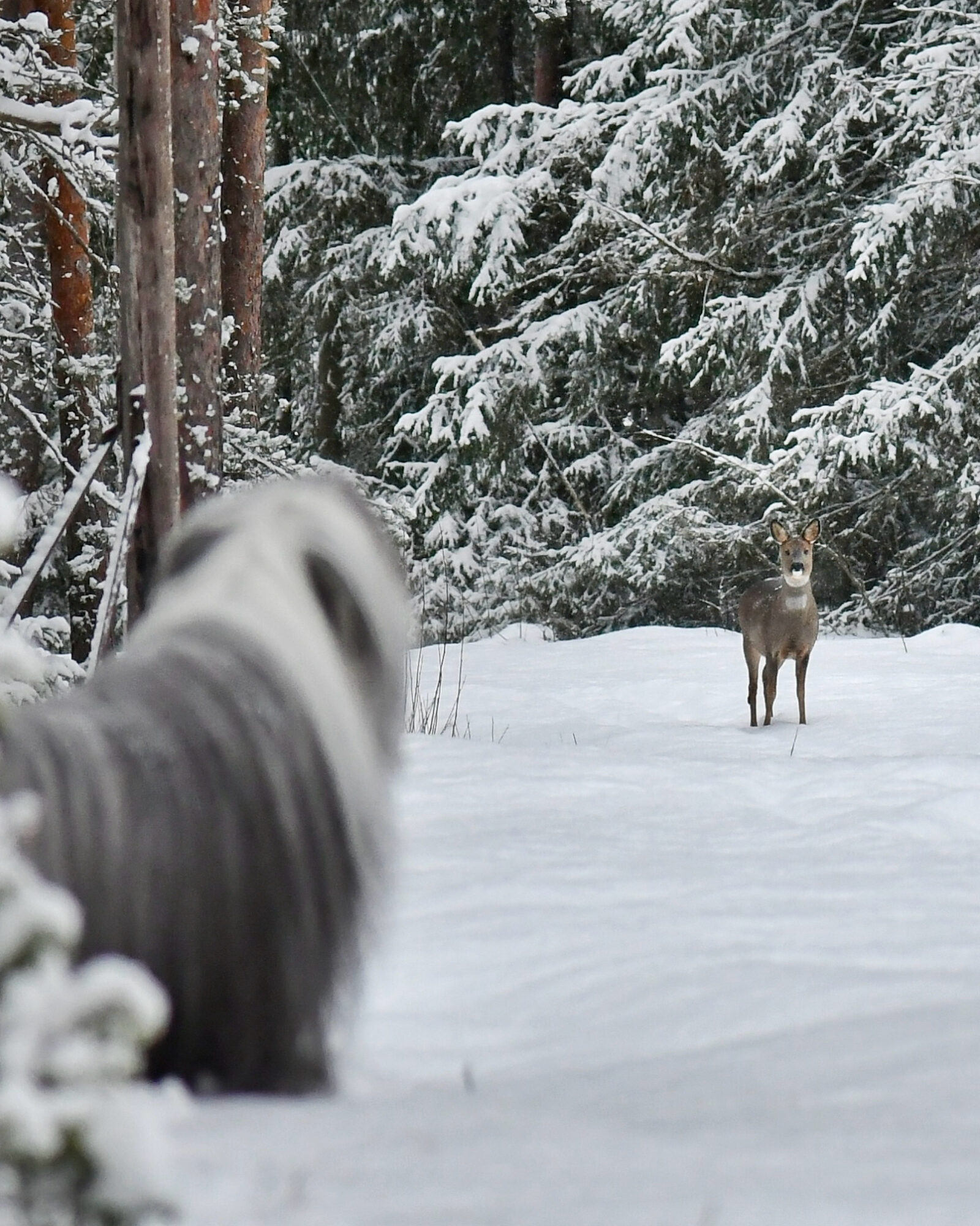 Valokuvaaja: Kati Kilpeläinen