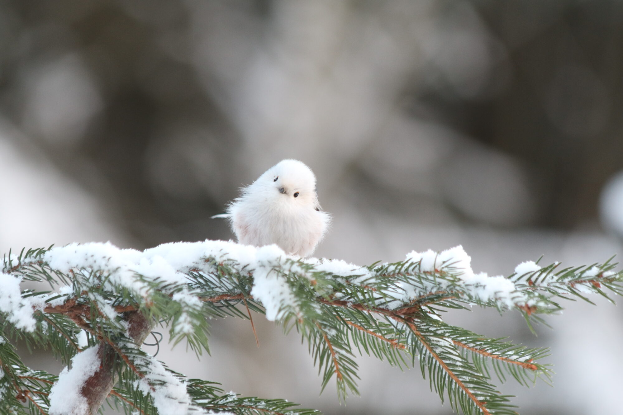 Valokuvaaja: Hannu Rasiranta Valokuvaaja: Hannu Rasiranta