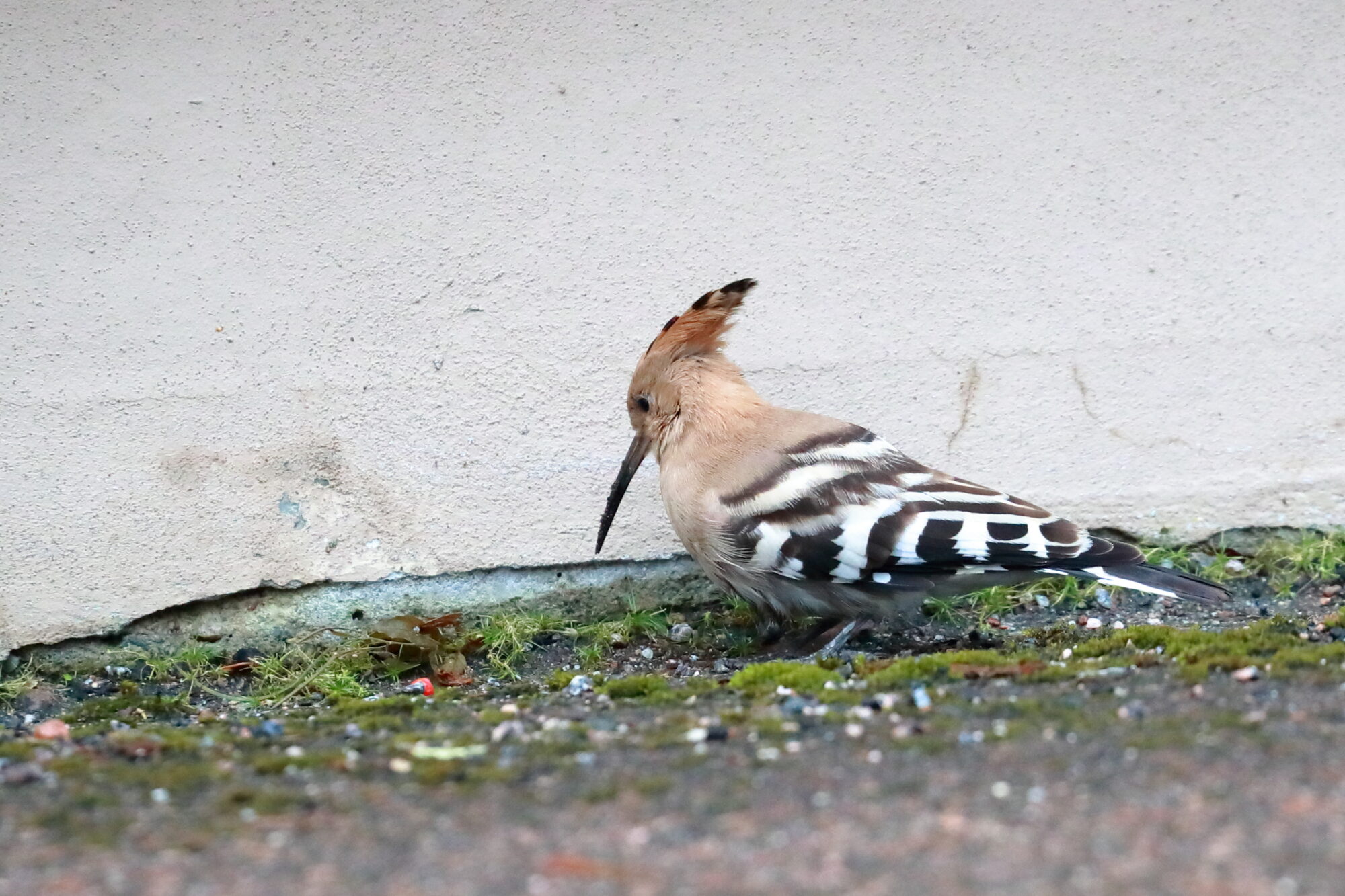 Valokuvaaja: Lasse Kokko
