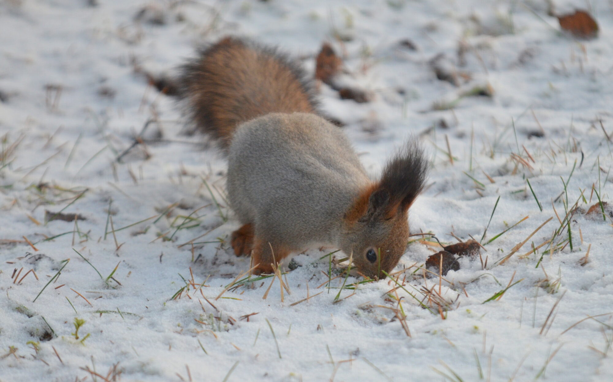 Valokuvaaja: Kaarlo Asikainen