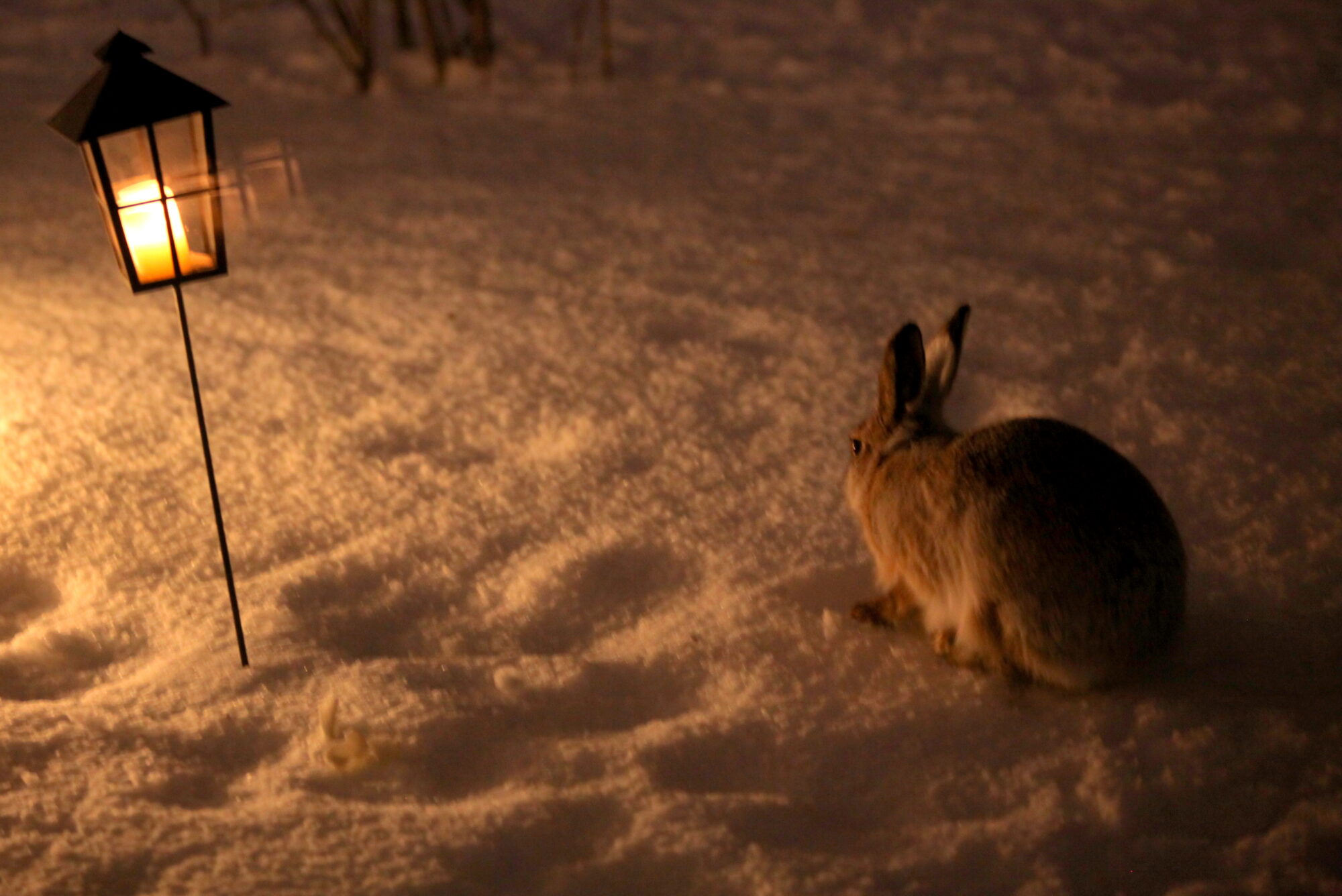 Valokuvaaja: Kaarlo Asikainen
