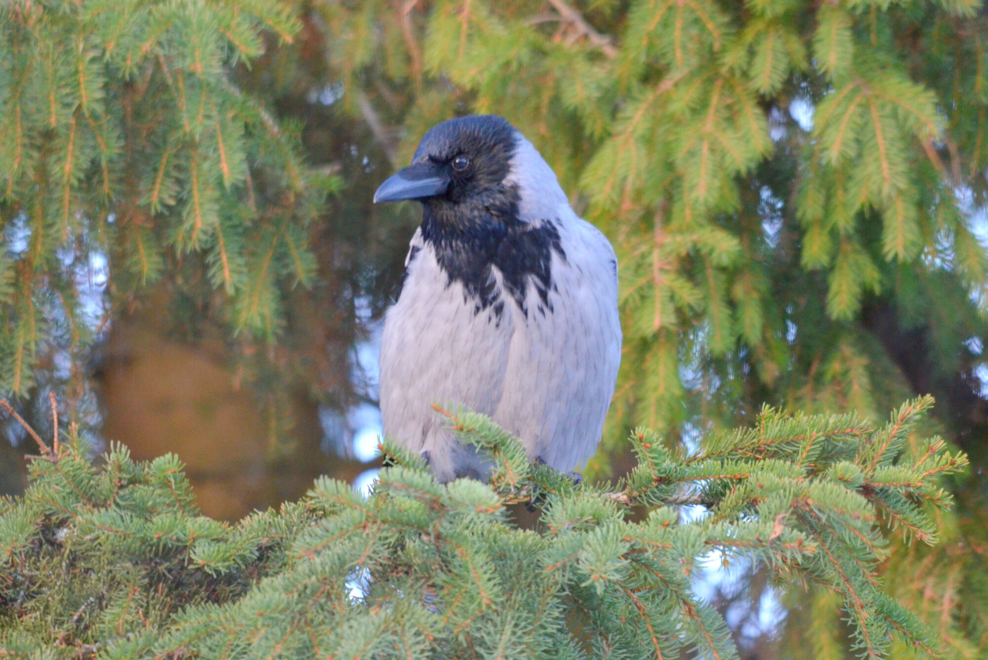 Valokuvaaja: Kaarlo Asikainen