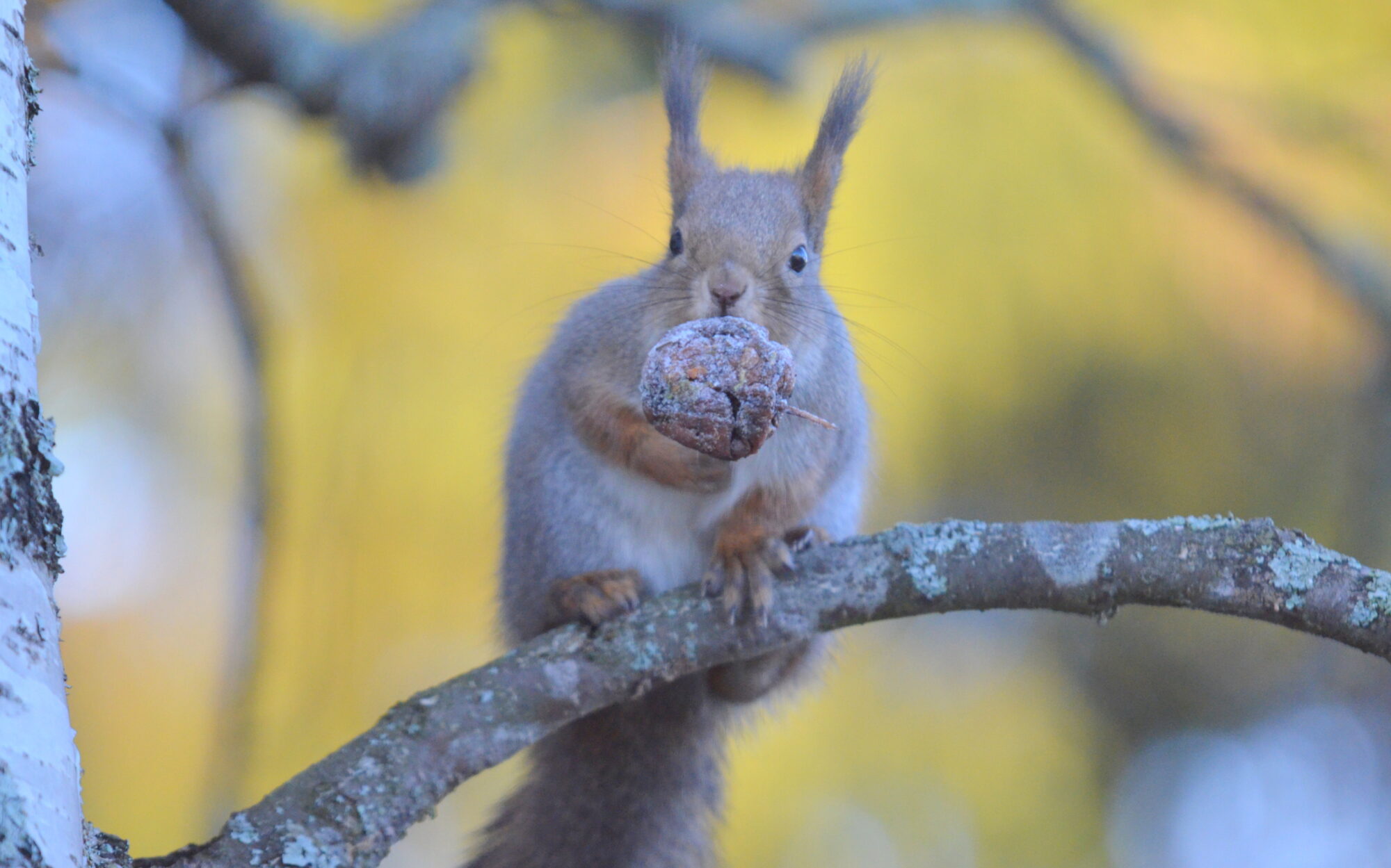Valokuvaaja: Kaarlo Asikainen