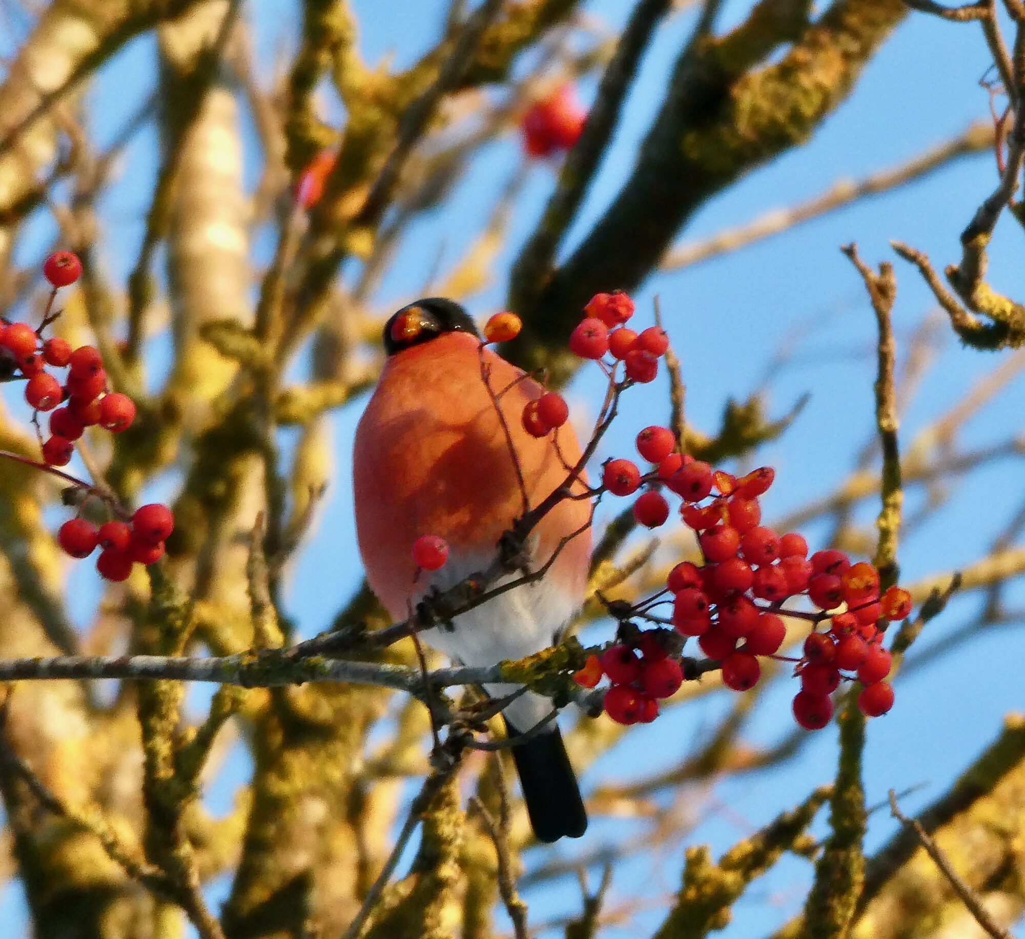 Valokuvaaja: Liisa Niiva-Korpela