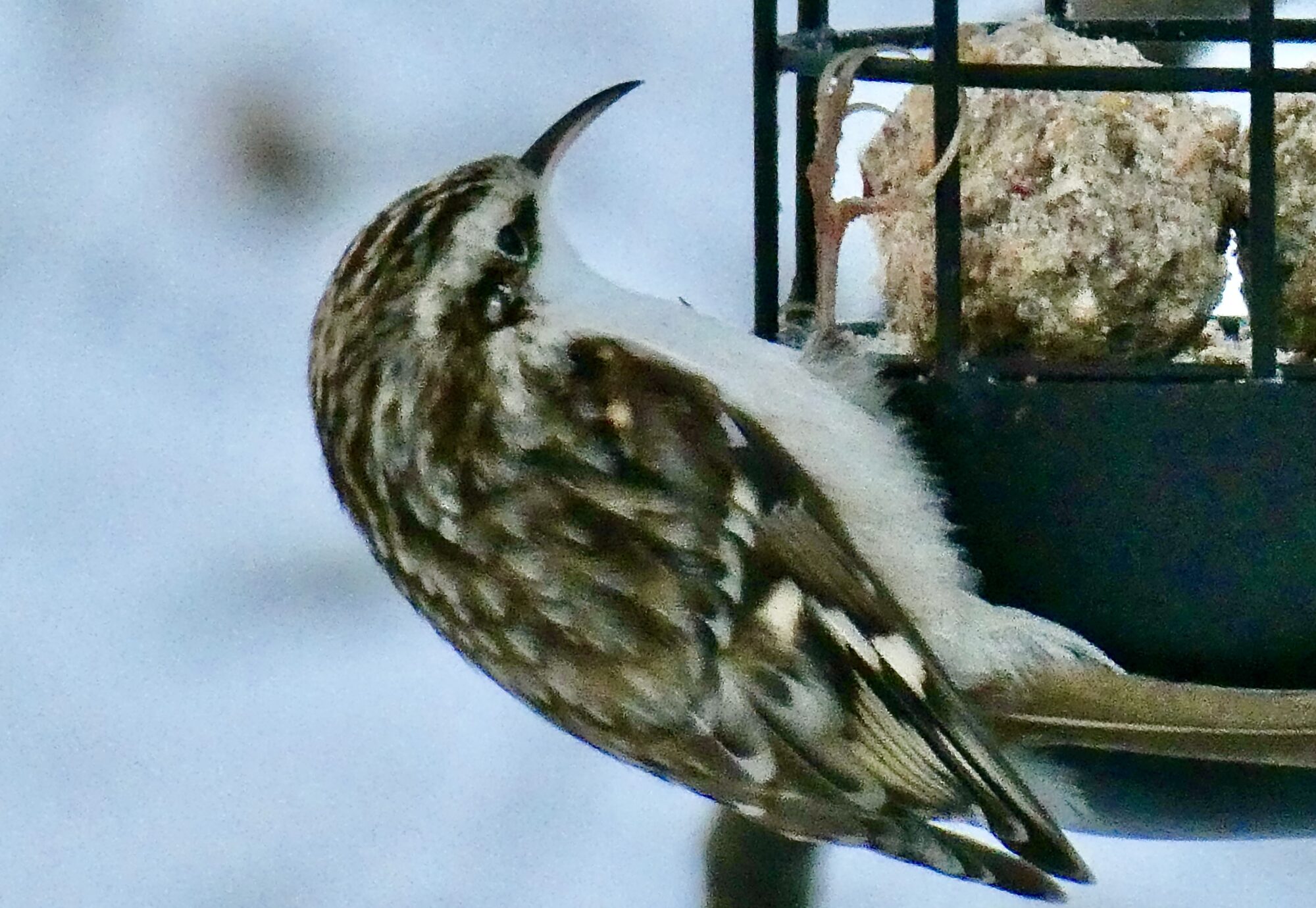 Valokuvaaja: Liisa Niiva-Korpela