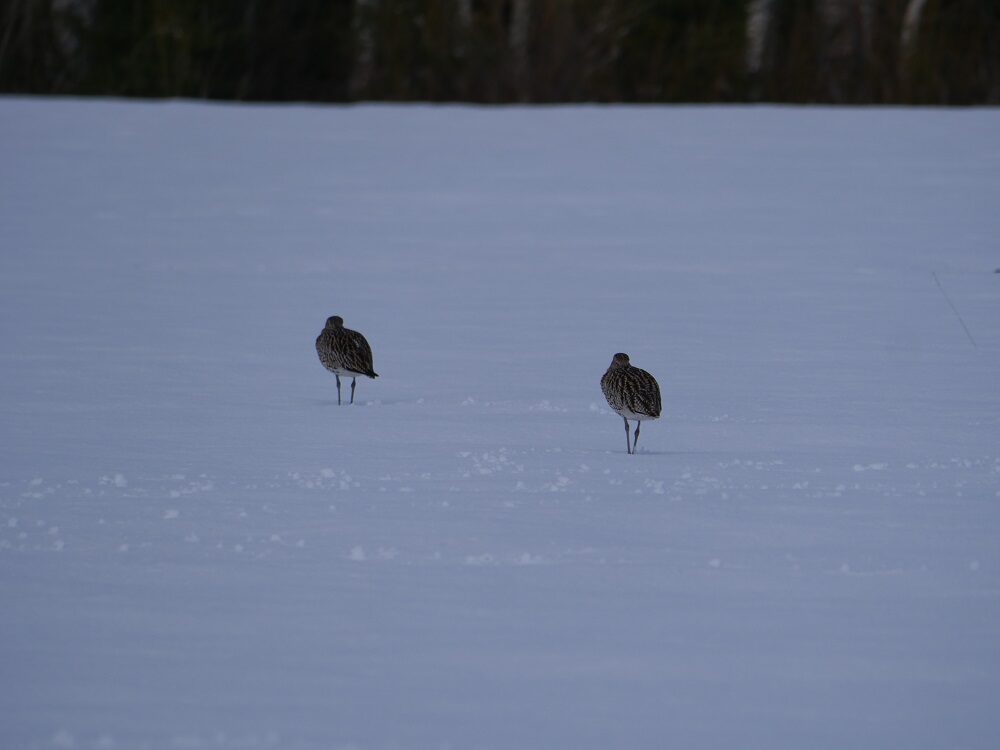 Valokuvaaja: Ahti Kainulainen