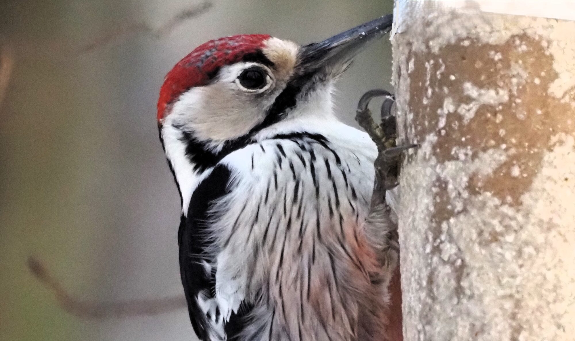 Valokuvaaja: Arja Valtonen