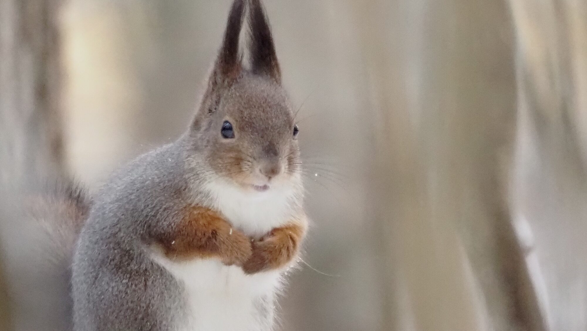 Valokuvaaja: Arja Valtonen