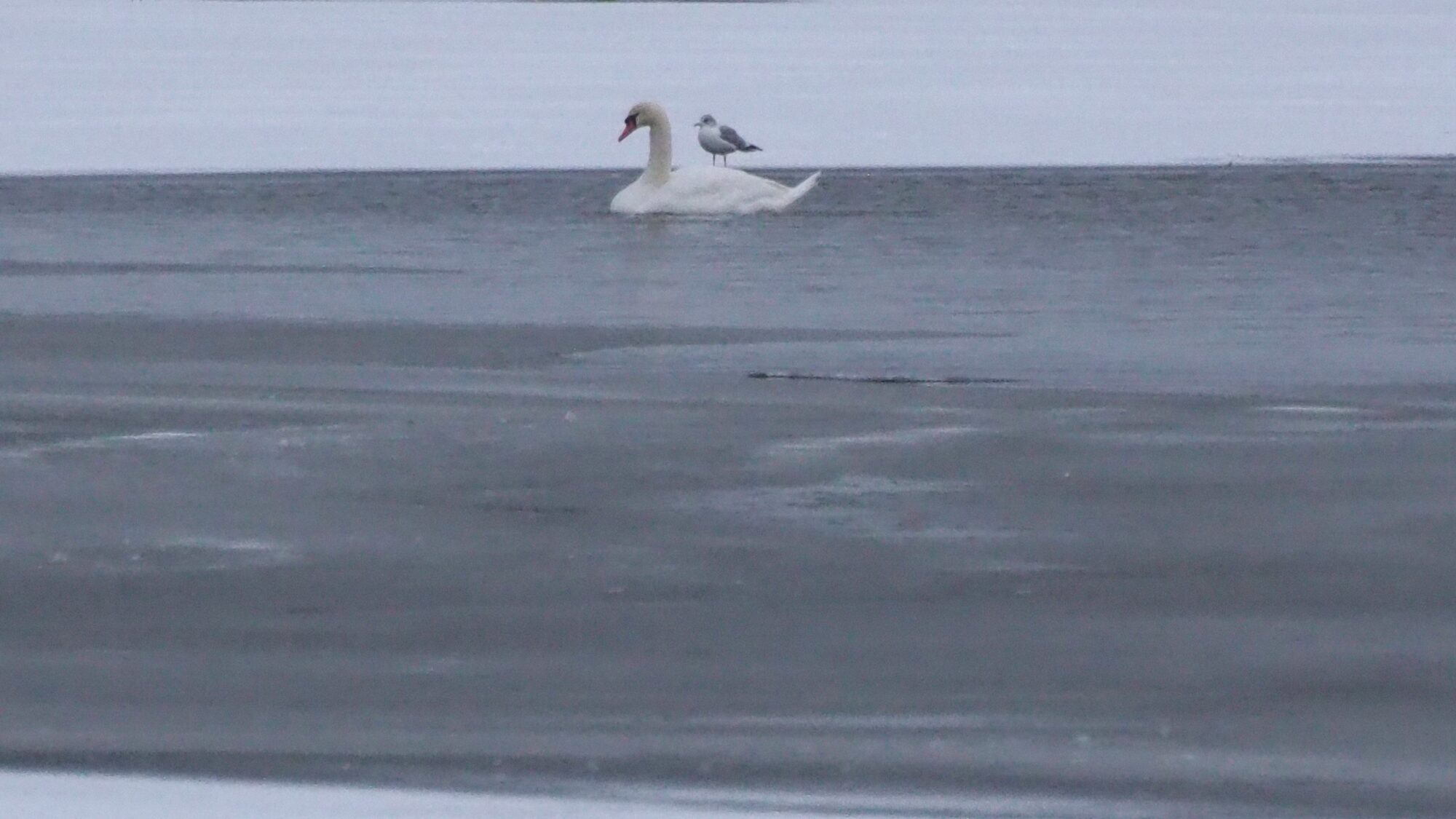 Valokuvaaja: Martti Valtonen