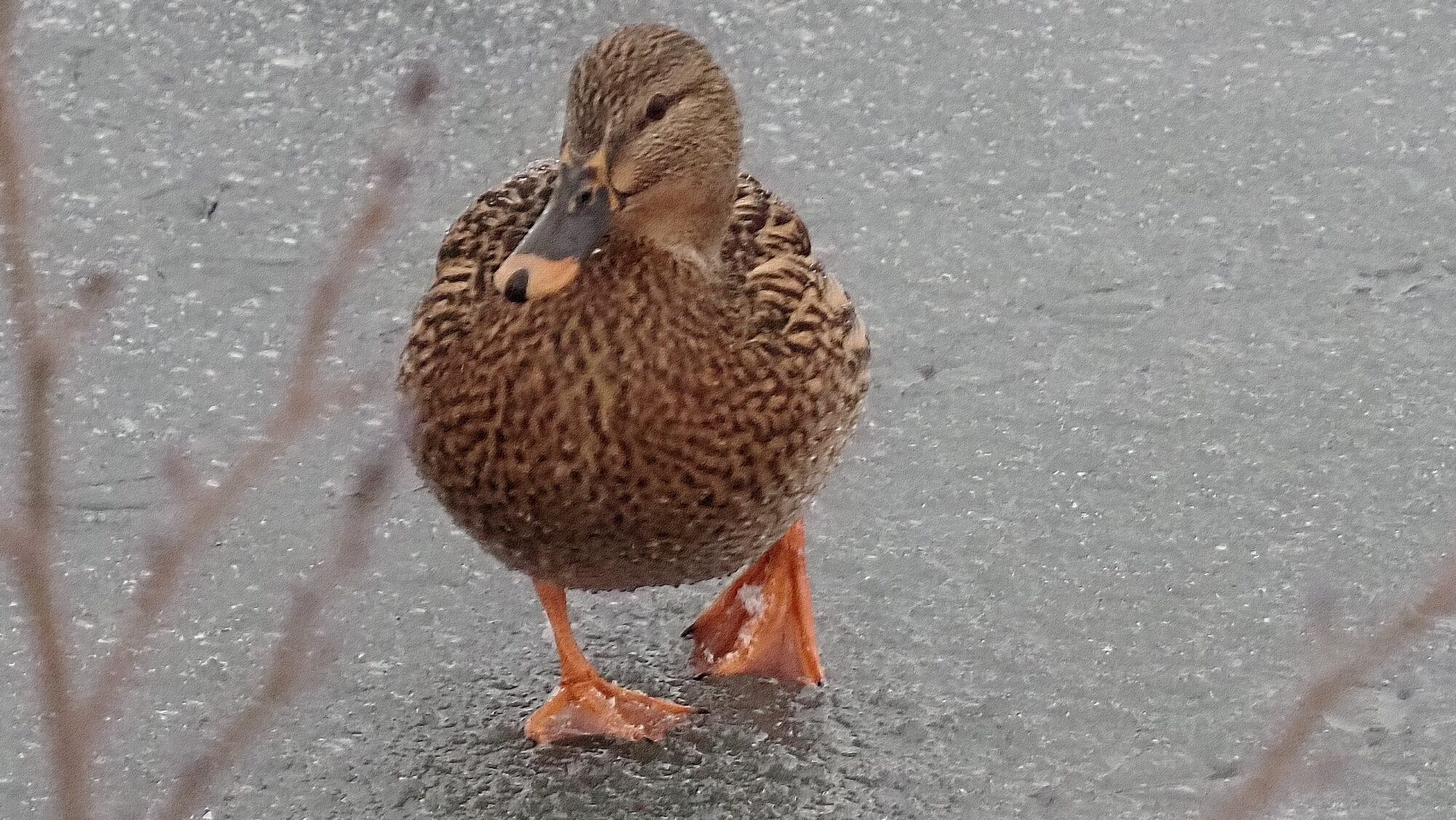 Valokuvaaja: Arja Valtonen