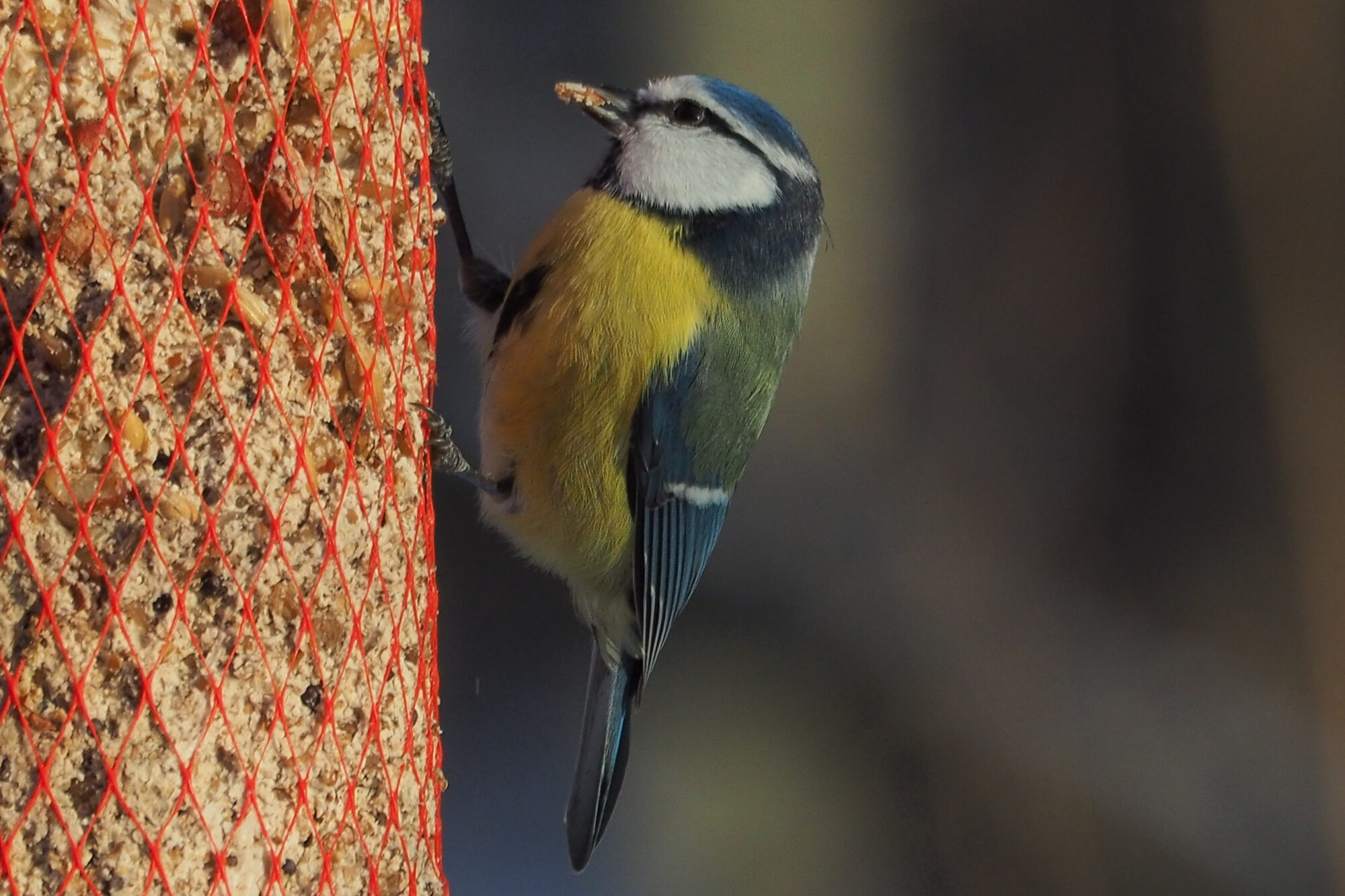 Valokuvaaja: Martti Valtonen