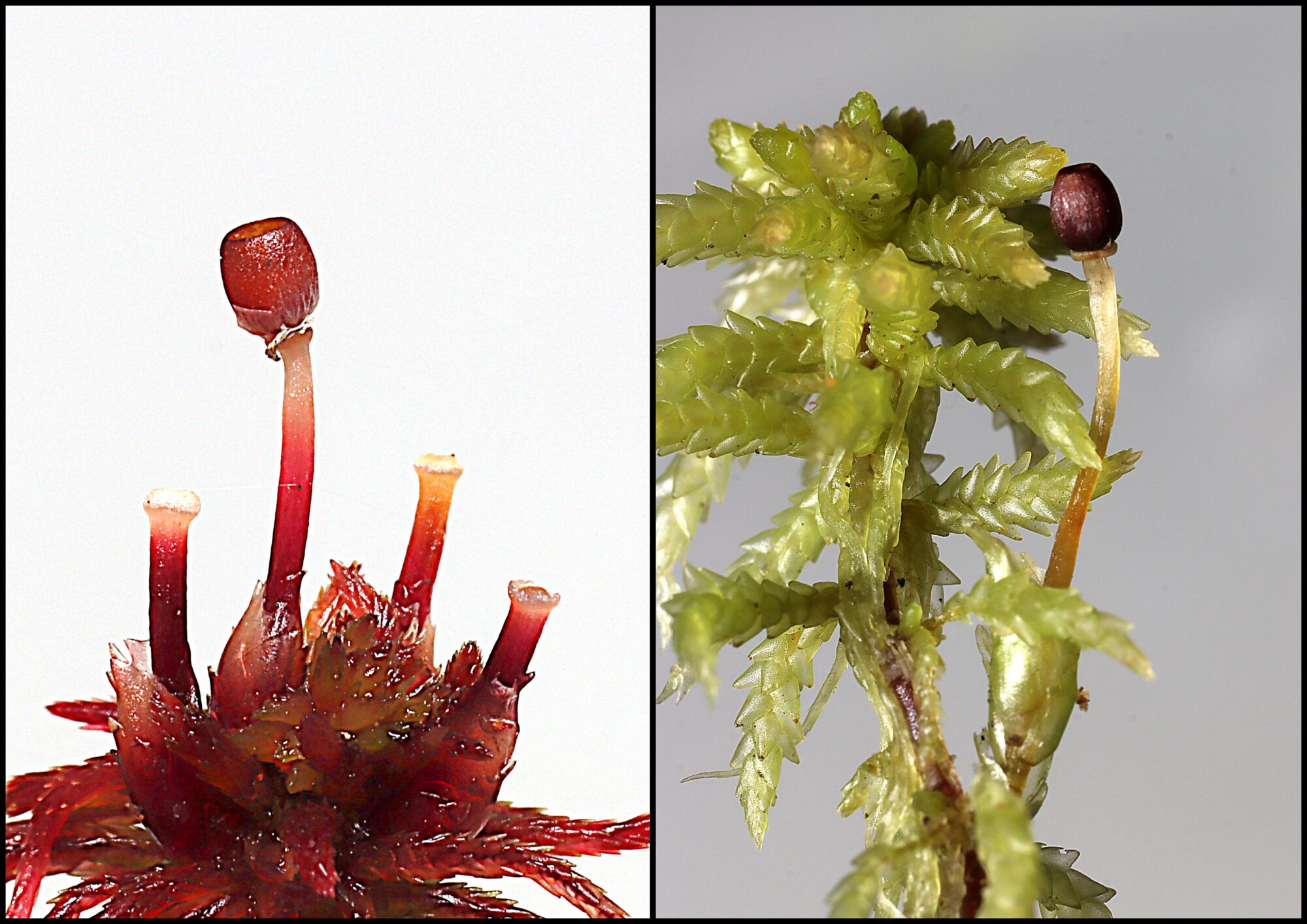 Valokuvaaja: Hannu Rasiranta