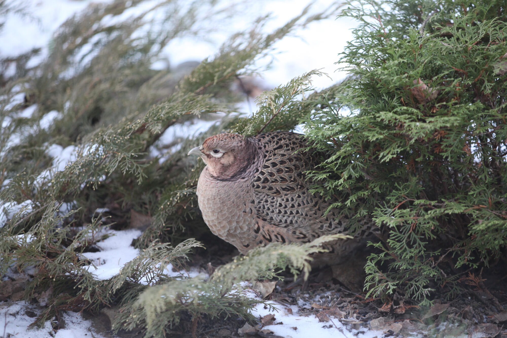 Valokuvaaja: Kaarlo Asikainen