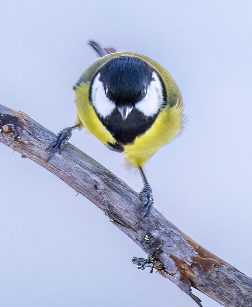 Valokuvaaja: Hannu Tikkanen