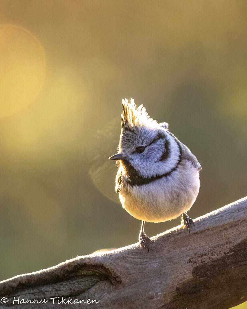 Valokuvaaja: Hannu Tikkanen