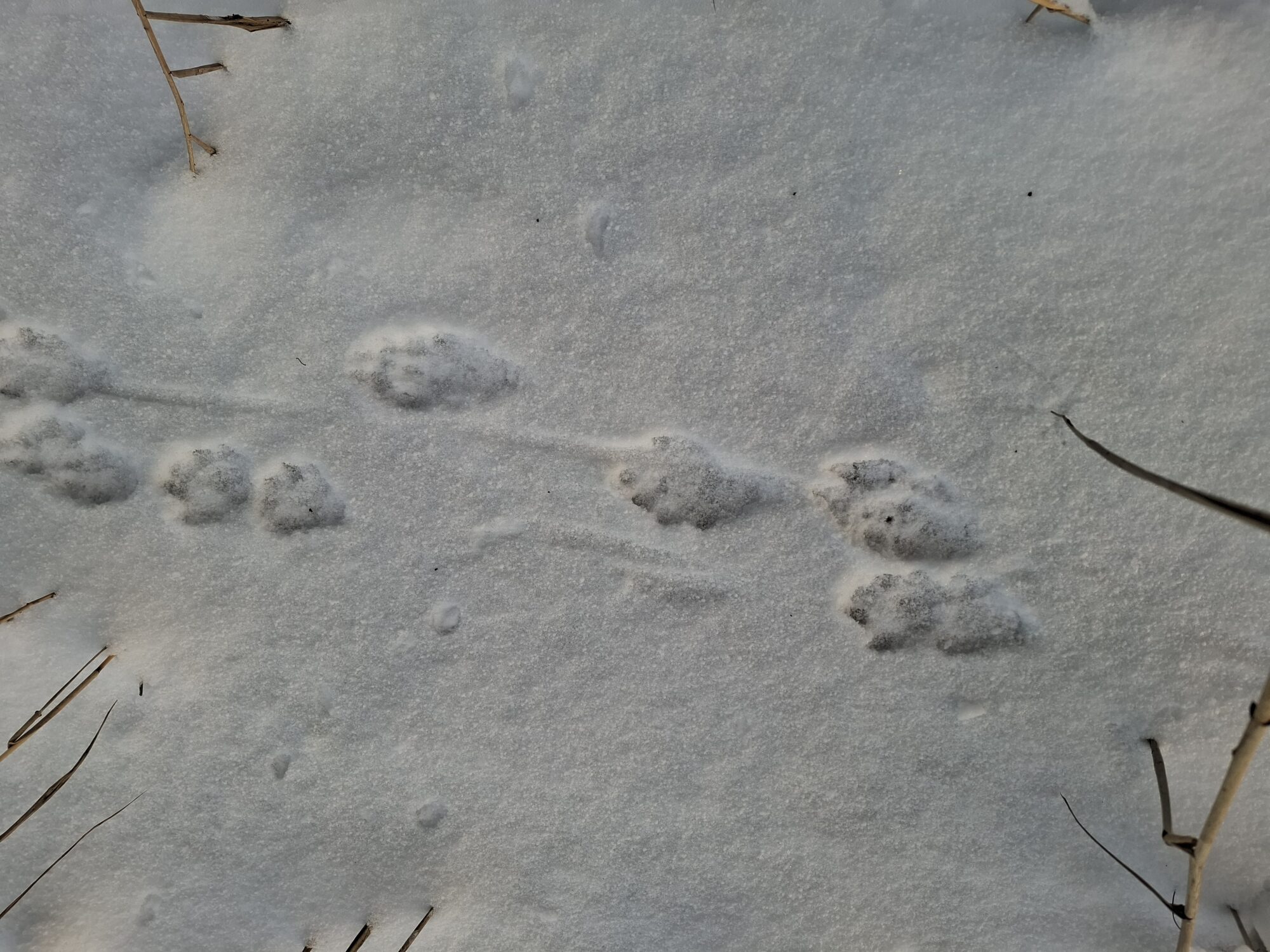 Valokuvaaja: carita heinrichs