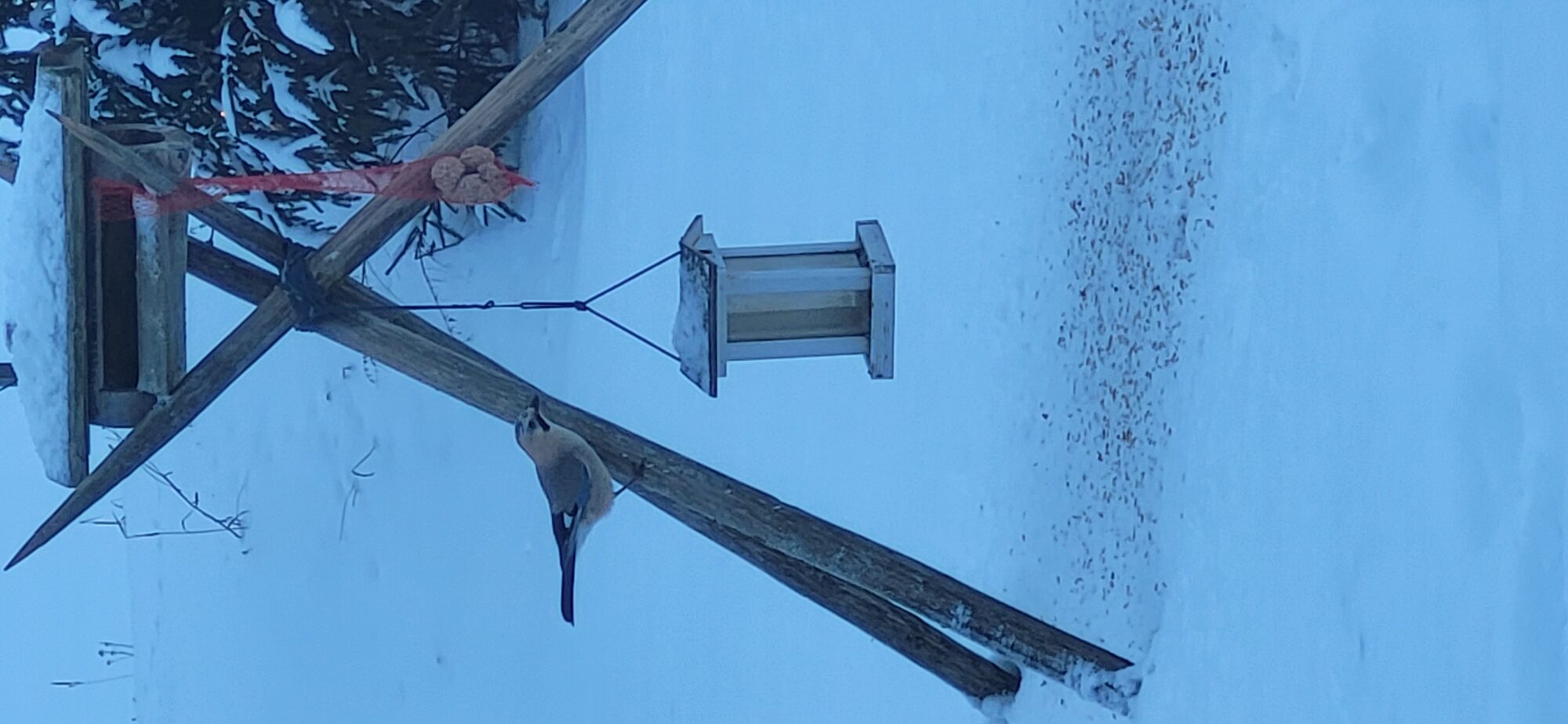 Valokuvaaja: Laura Gustafsson