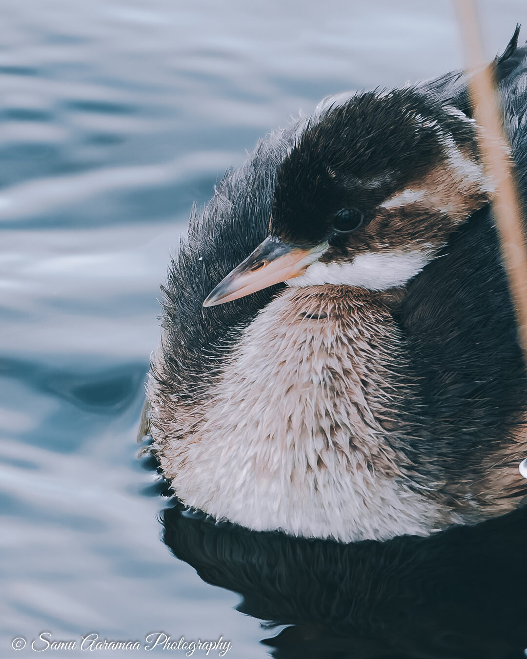 Valokuvaaja: Samu Aaramaa Photography