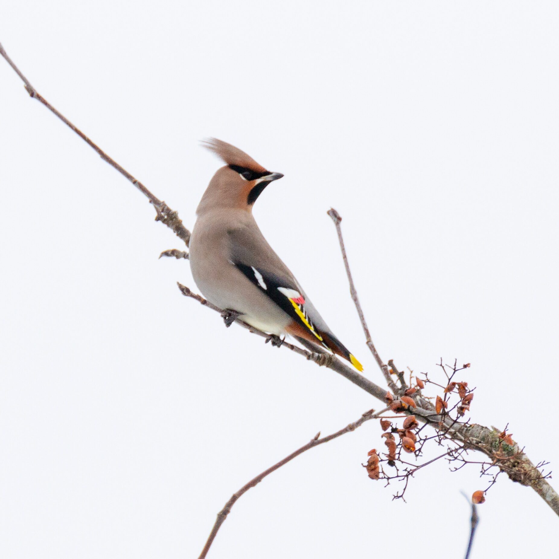 Valokuvaaja: Helena Minkkilä