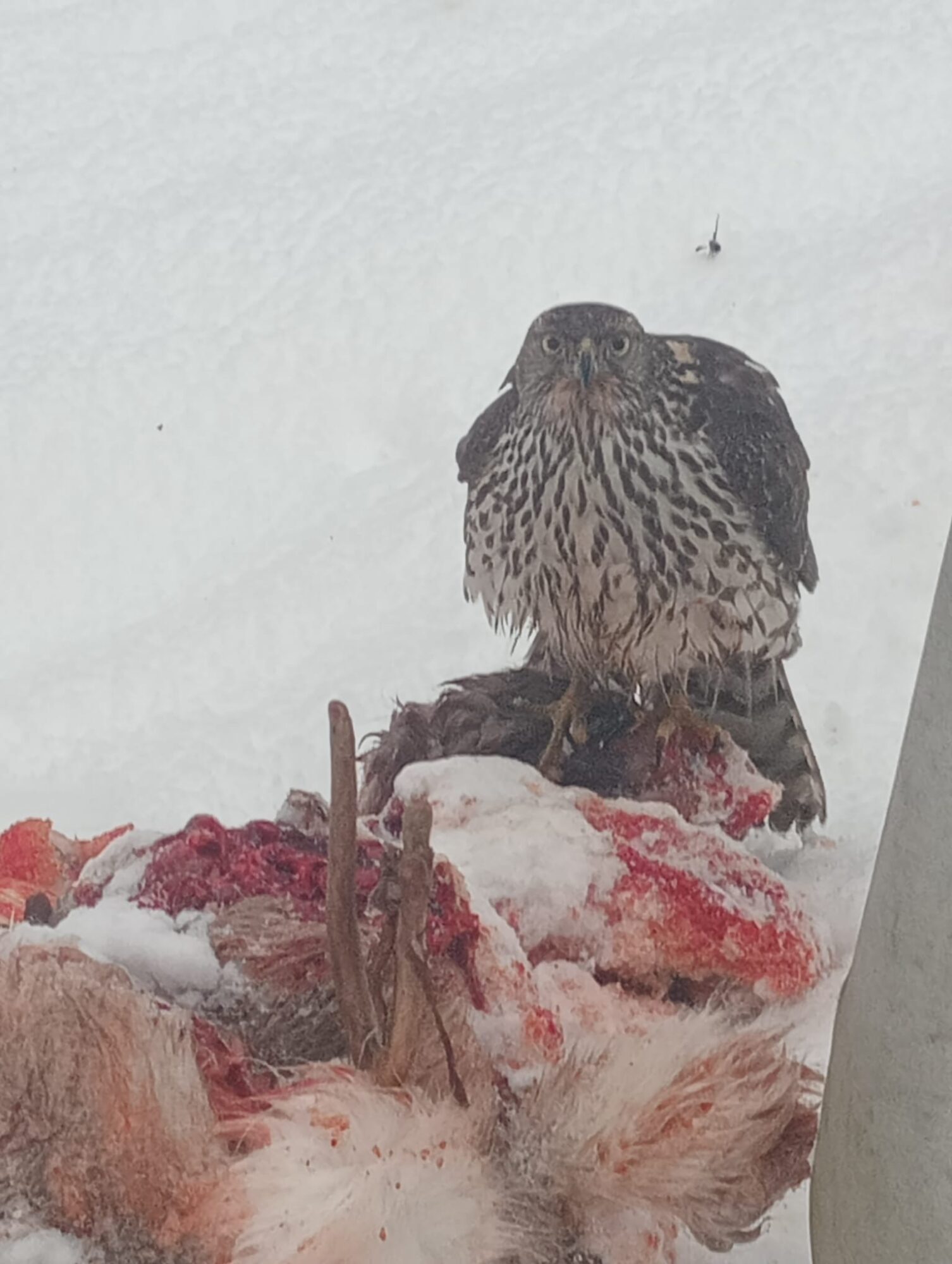 Valokuvaaja: Maija Sieppi