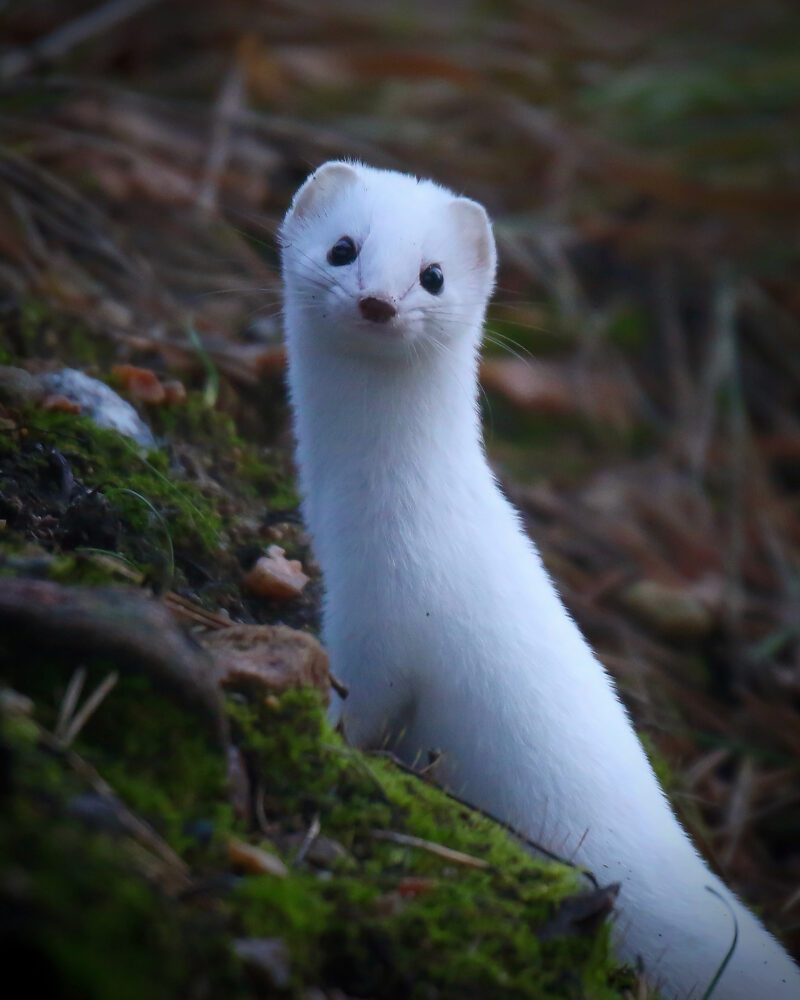 Lumikko Lumikko
