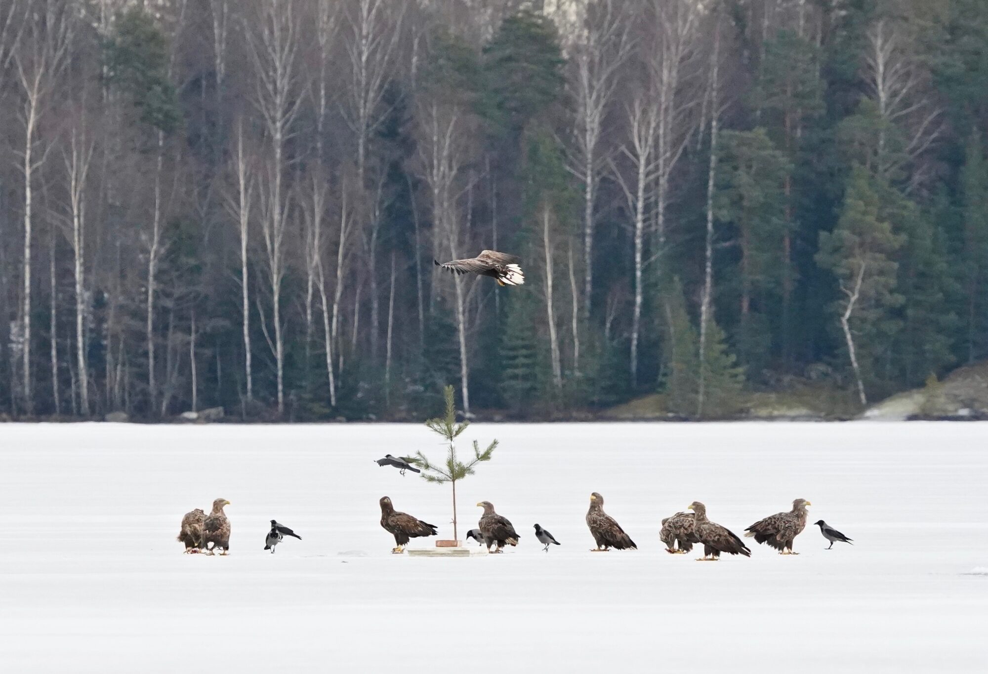 Valokuvaaja: Markku Ranta-Eilola
