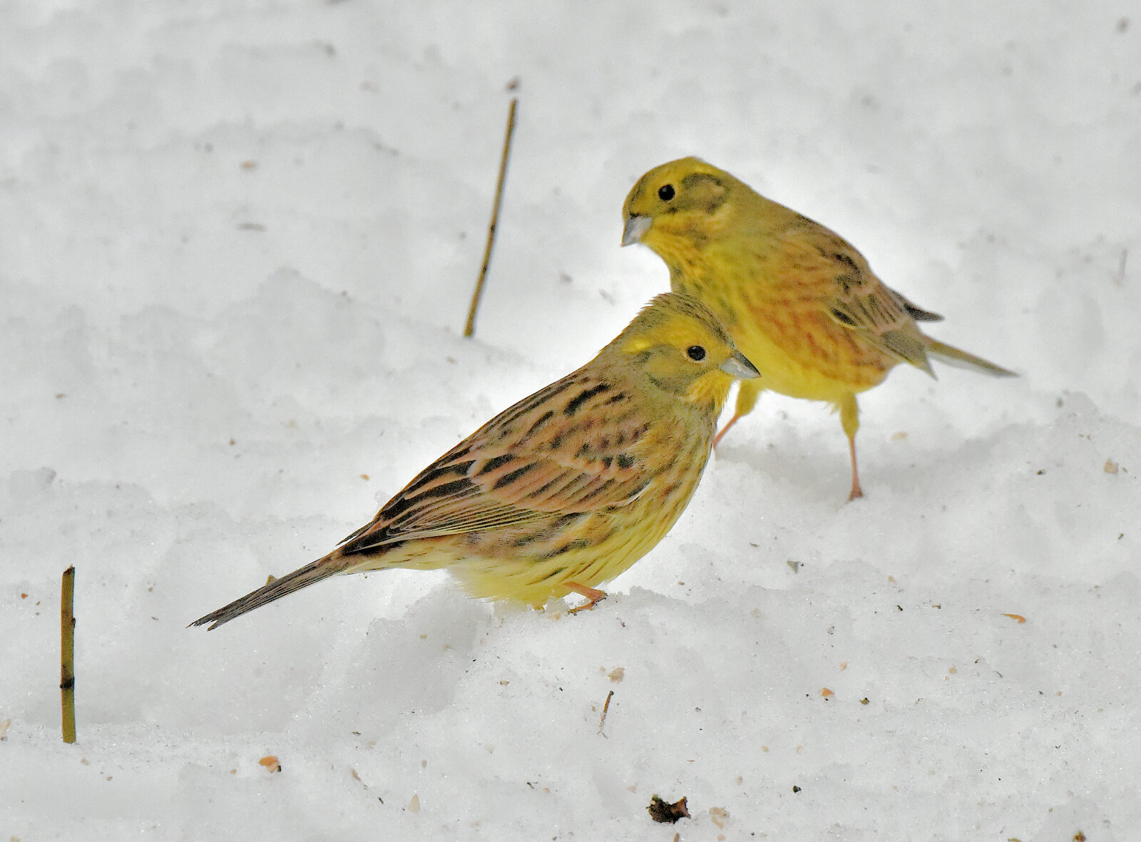 Valokuvaaja: Reijo Juurinen Valokuvaaja: Reijo Juurinen