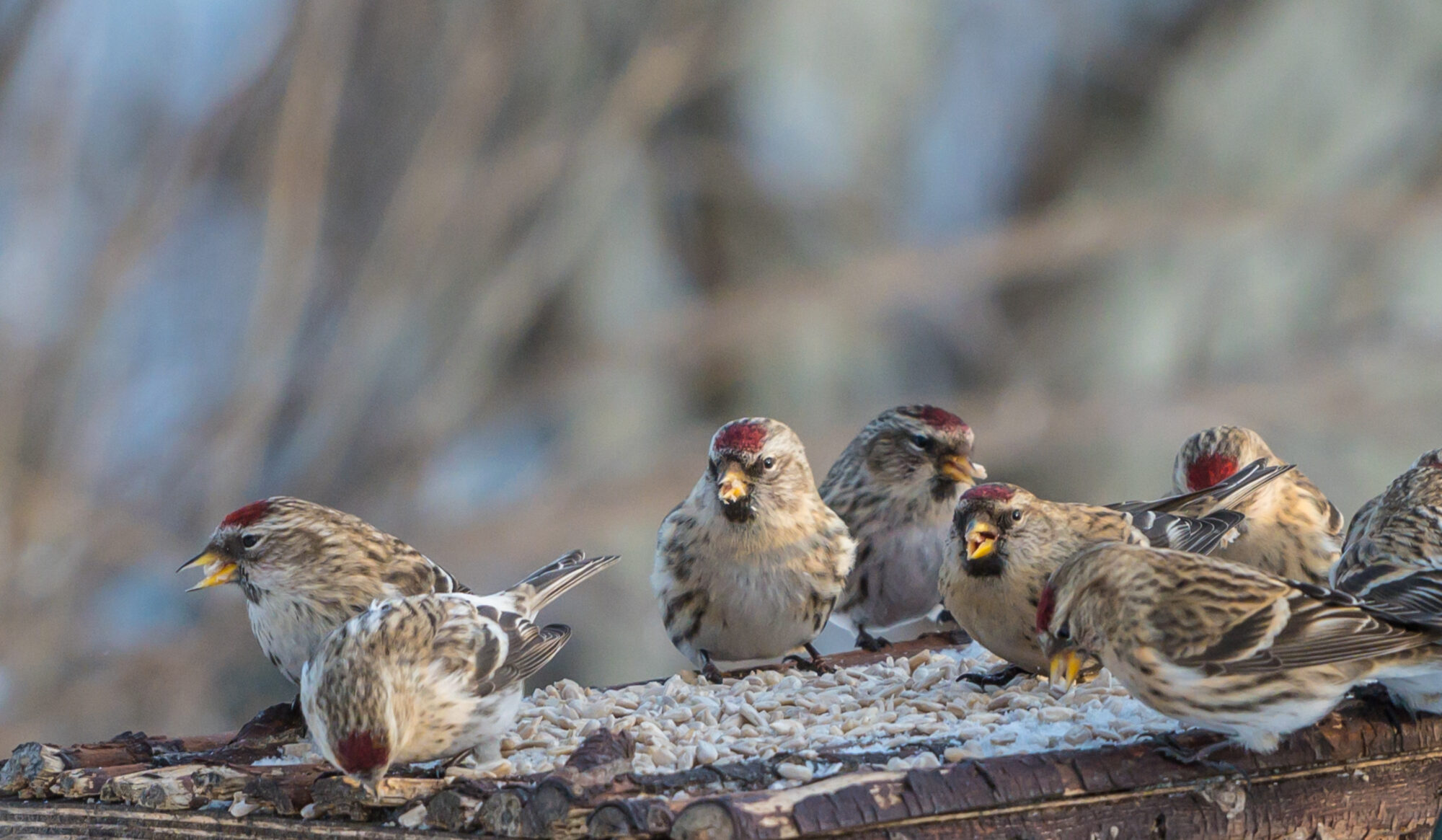 Valokuvaaja: Markku Saarinen Valokuvaaja: Markku Saarinen