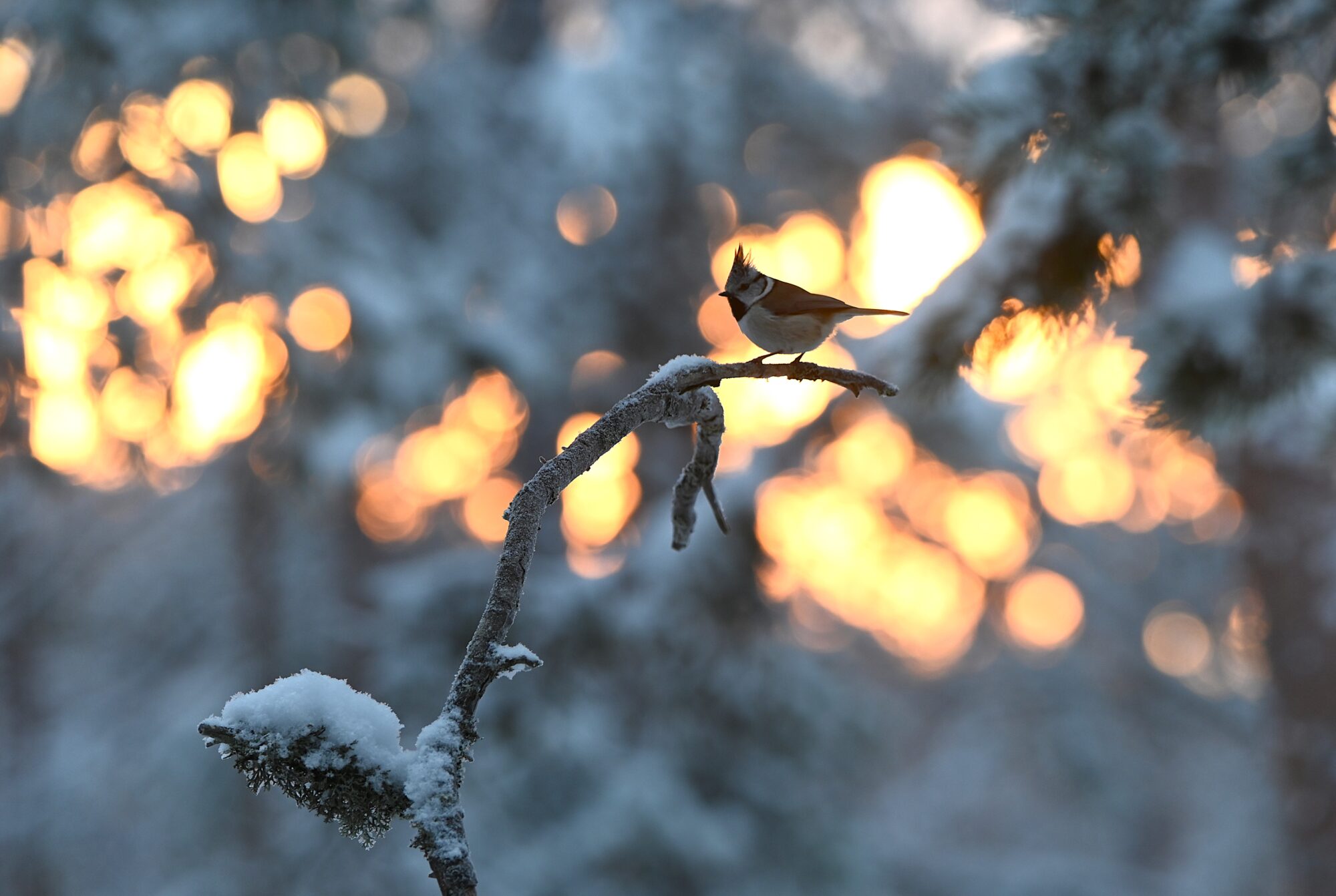 Valokuvaaja: Maarit Siitonen Valokuvaaja: Maarit Siitonen