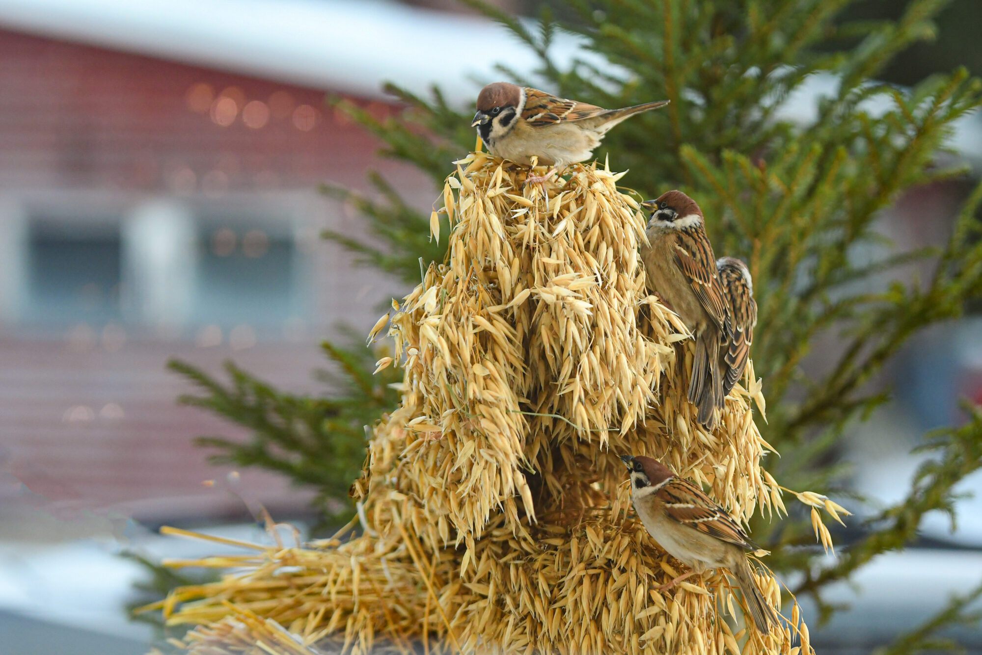 Valokuvaaja: Maija savolainen