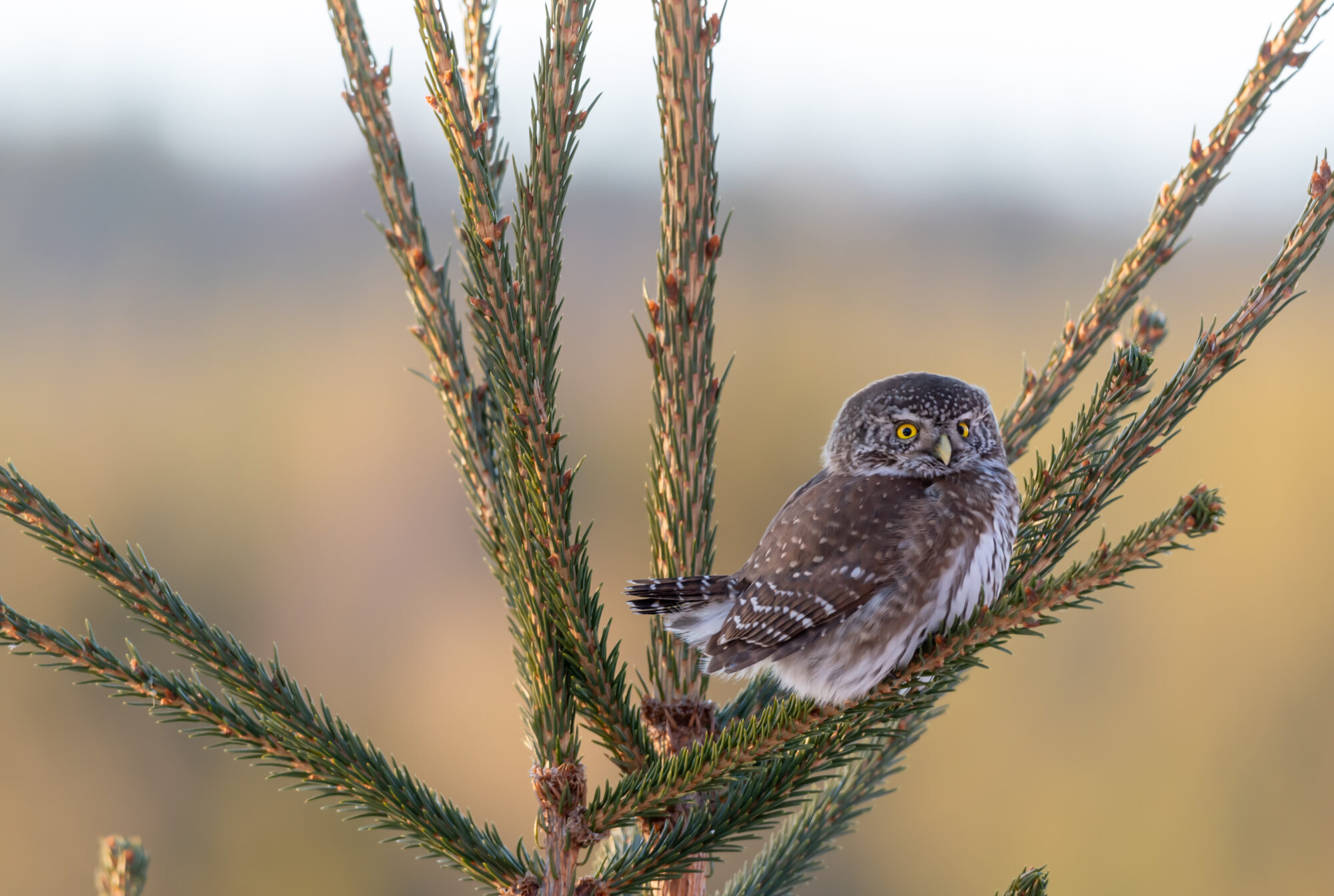 Valokuvaaja: Leena Rissanen