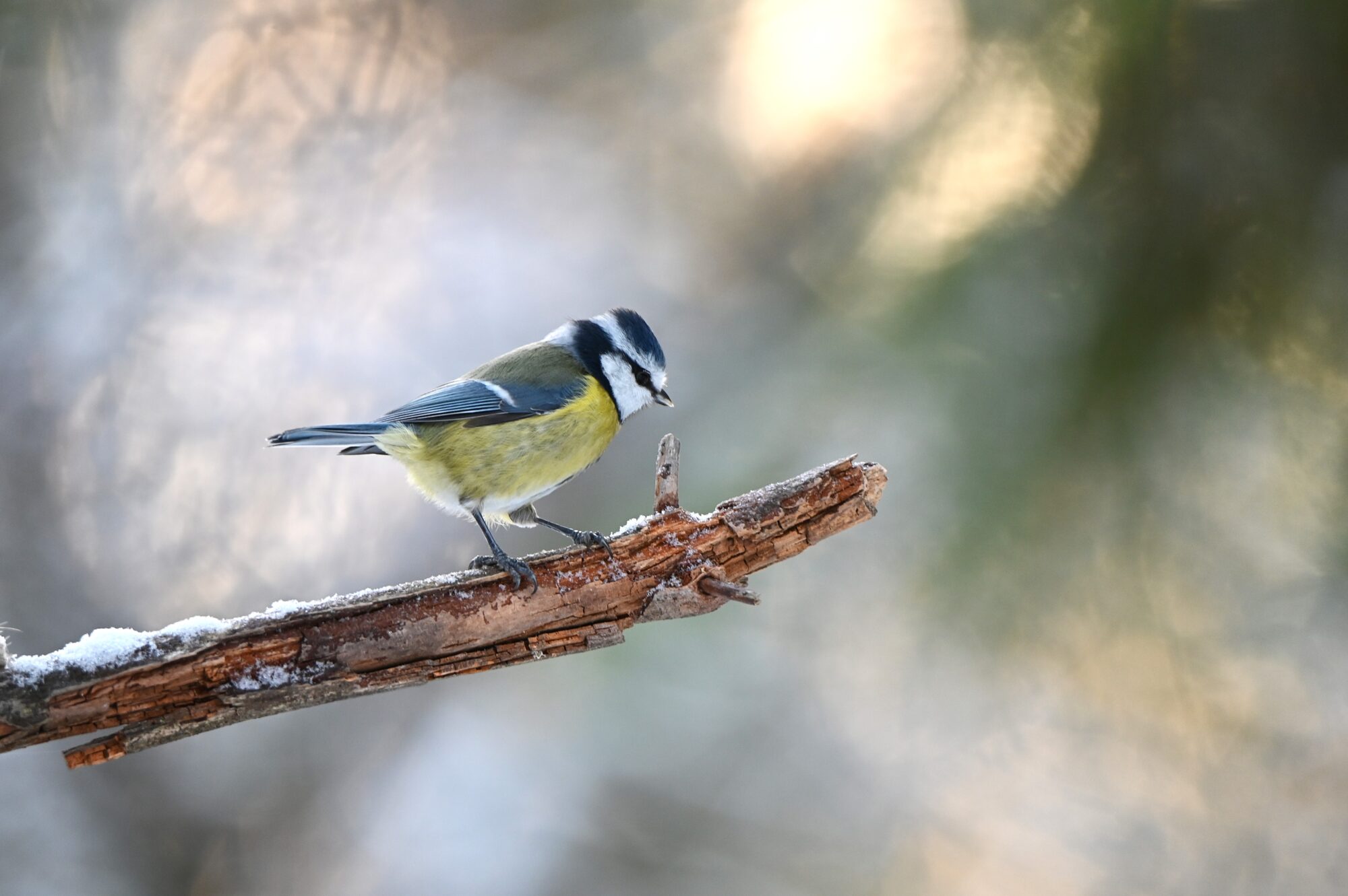 Valokuvaaja: Maarit Siitonen