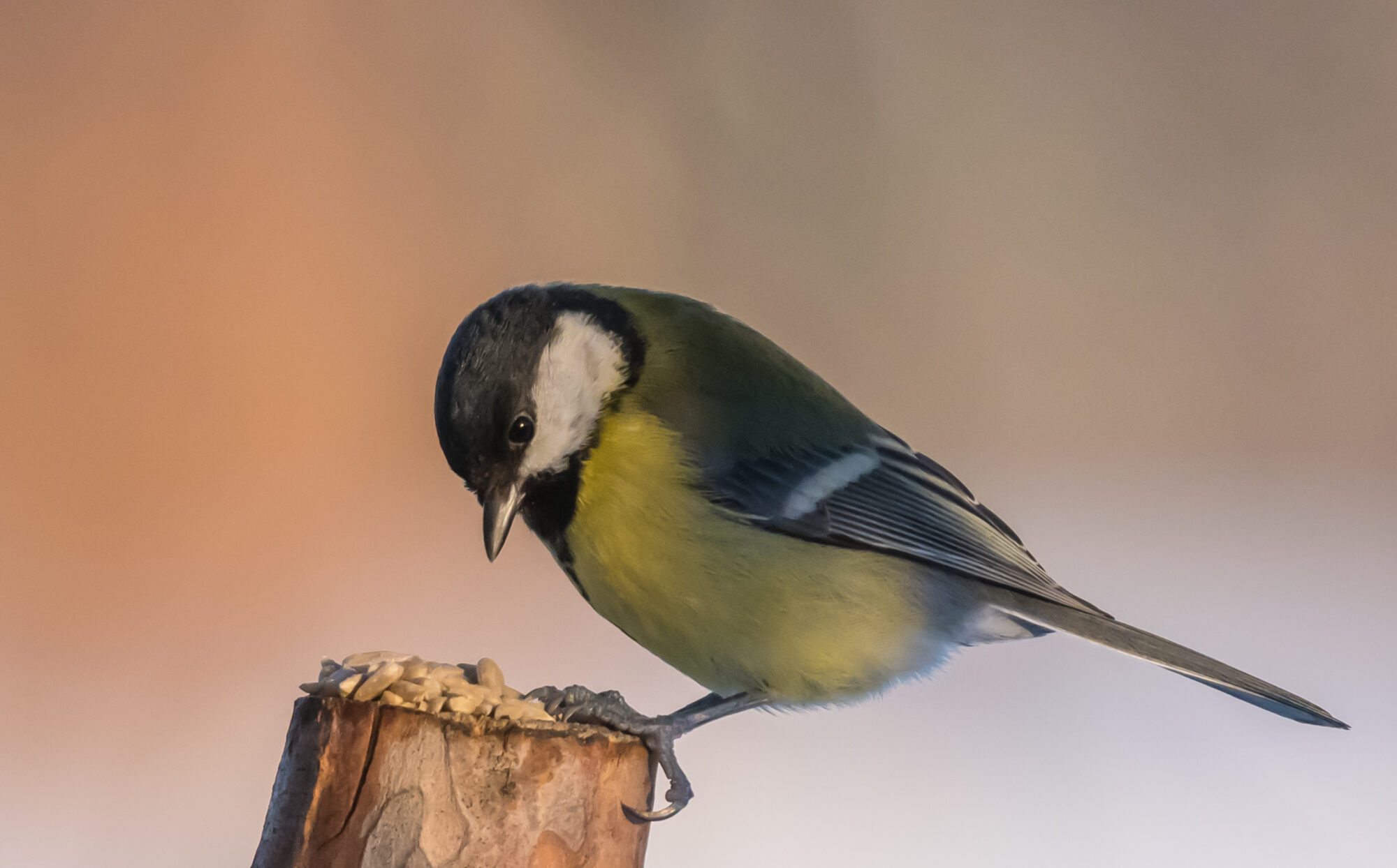 Valokuvaaja: Markku Saarinen