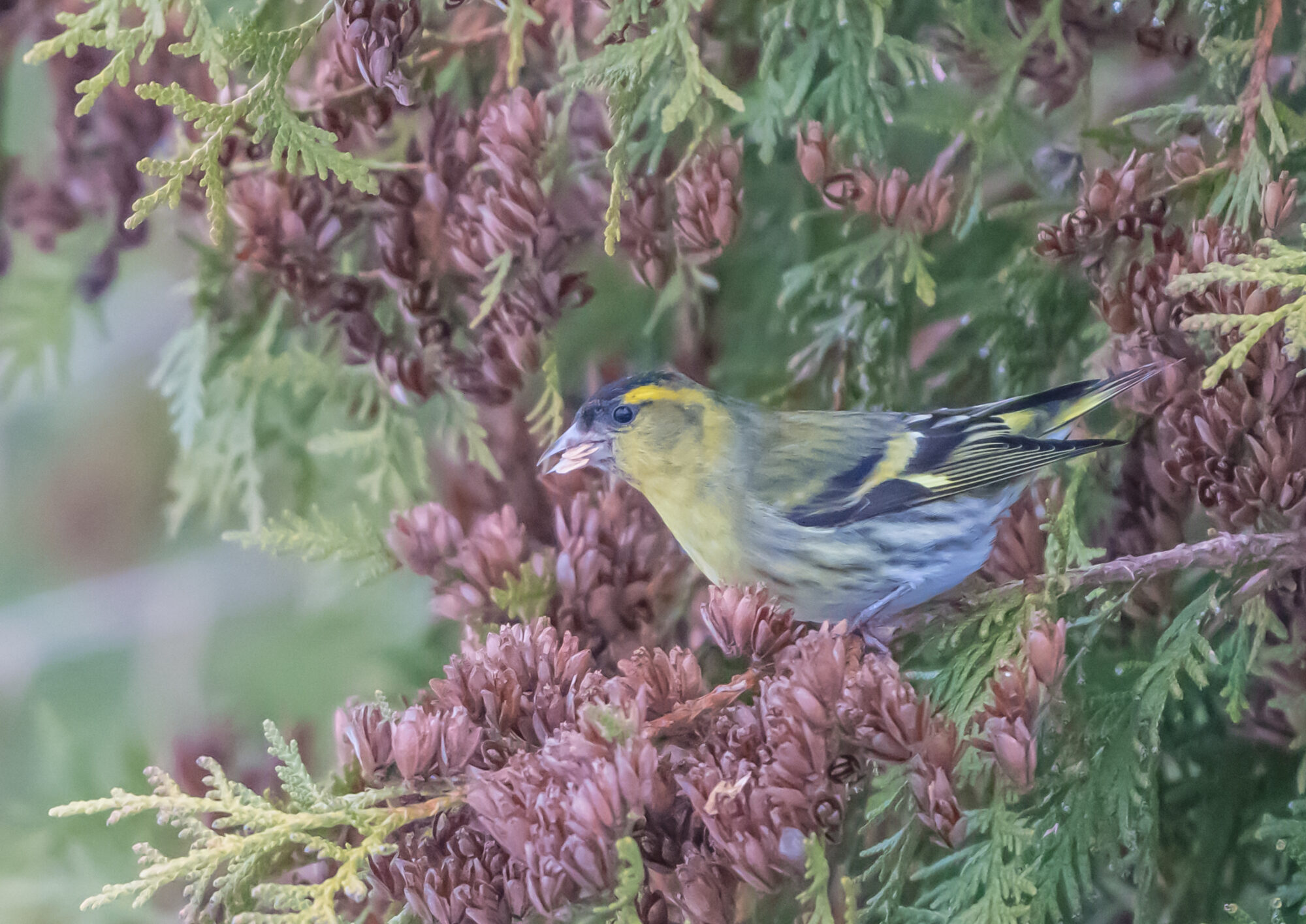 Valokuvaaja: Markku Saarinen