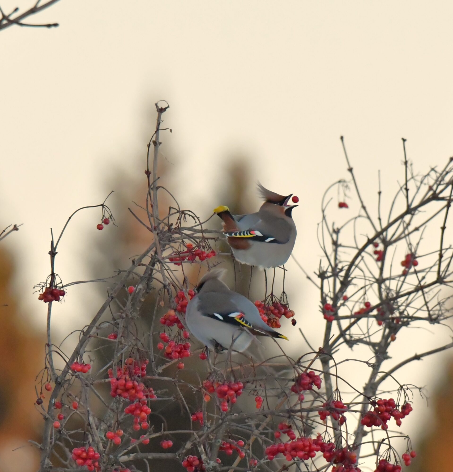 Valokuvaaja: Ritva Pietikäinen