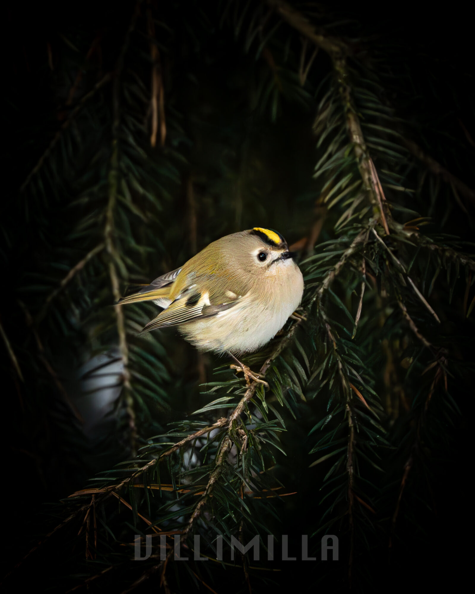 Valokuvaaja: Milla Rannila