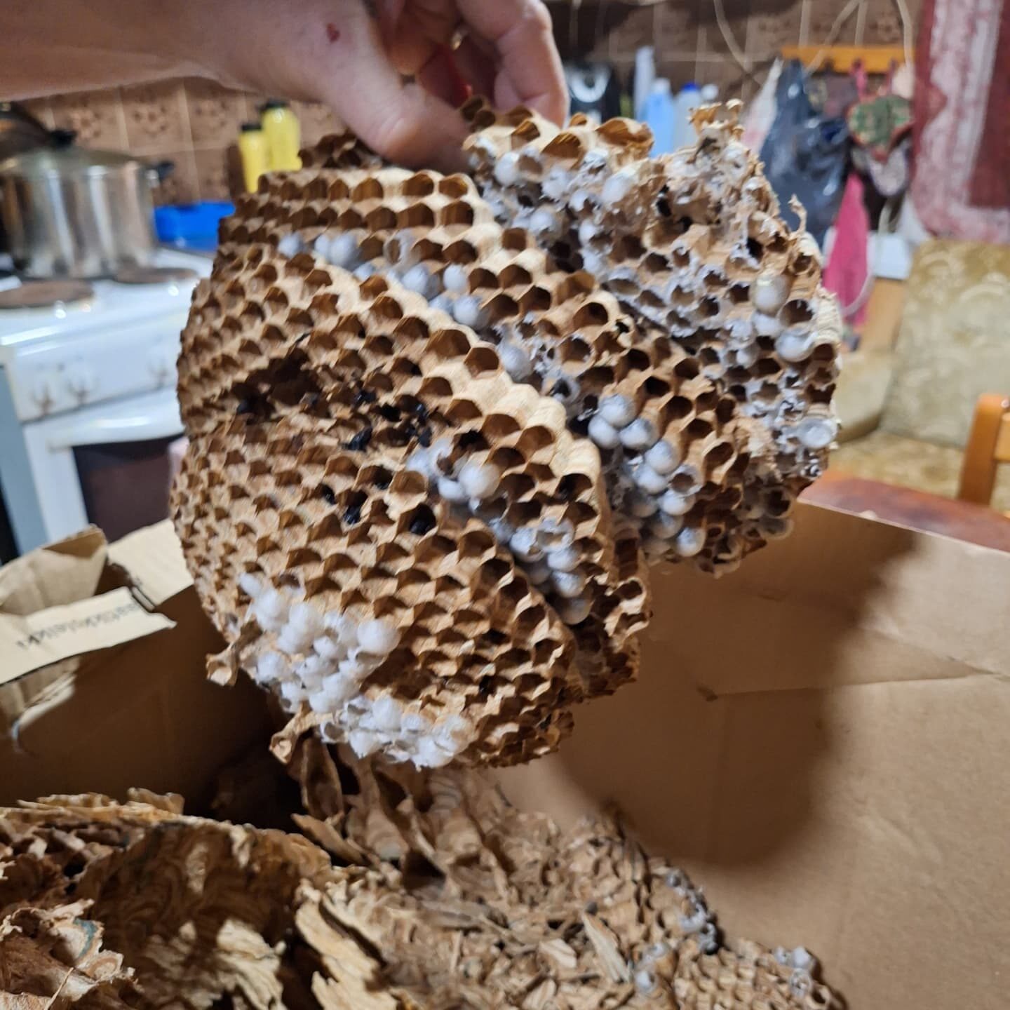 Valokuvaaja: Krista Lappalainen