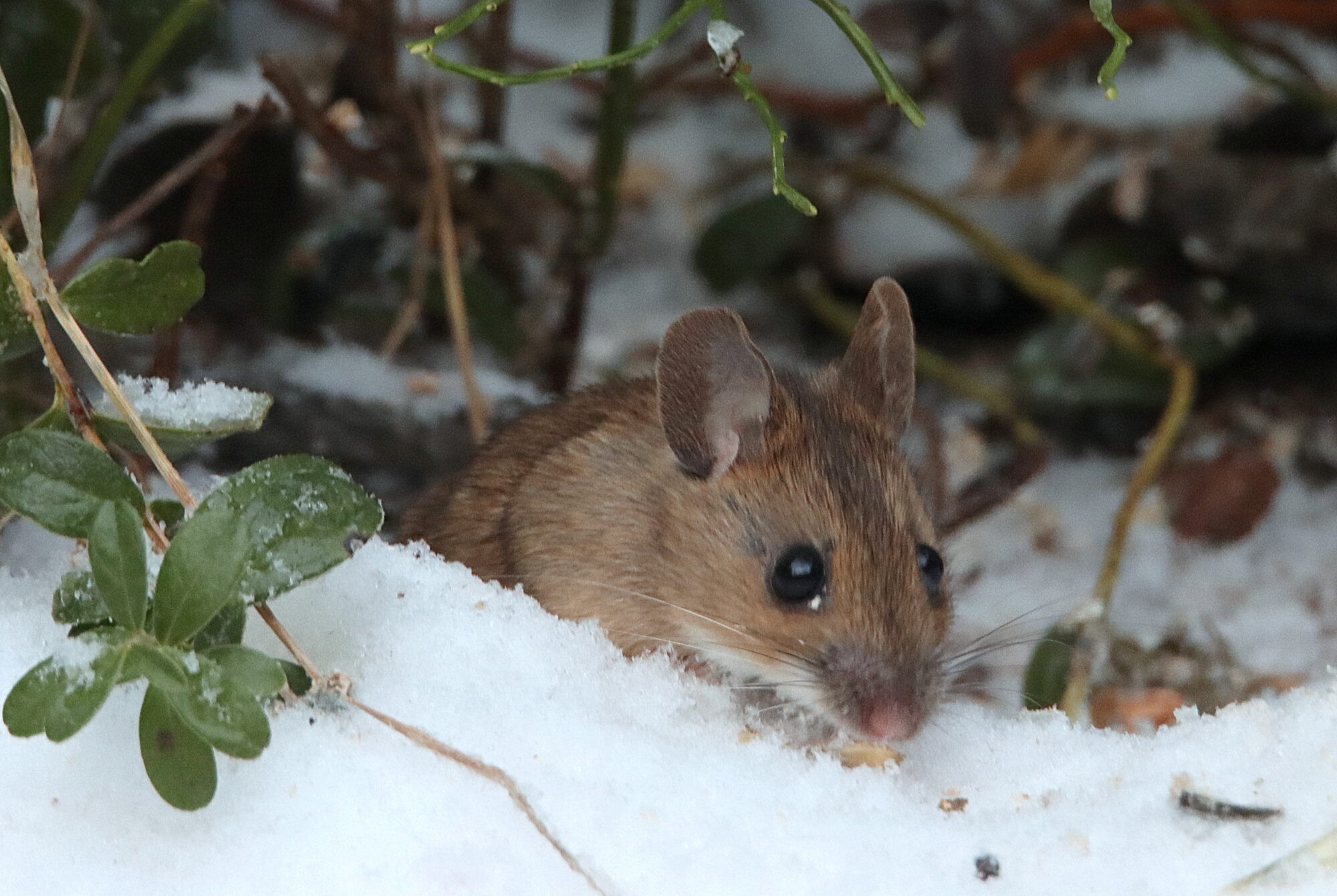 Valokuvaaja: Irja Lehtinen