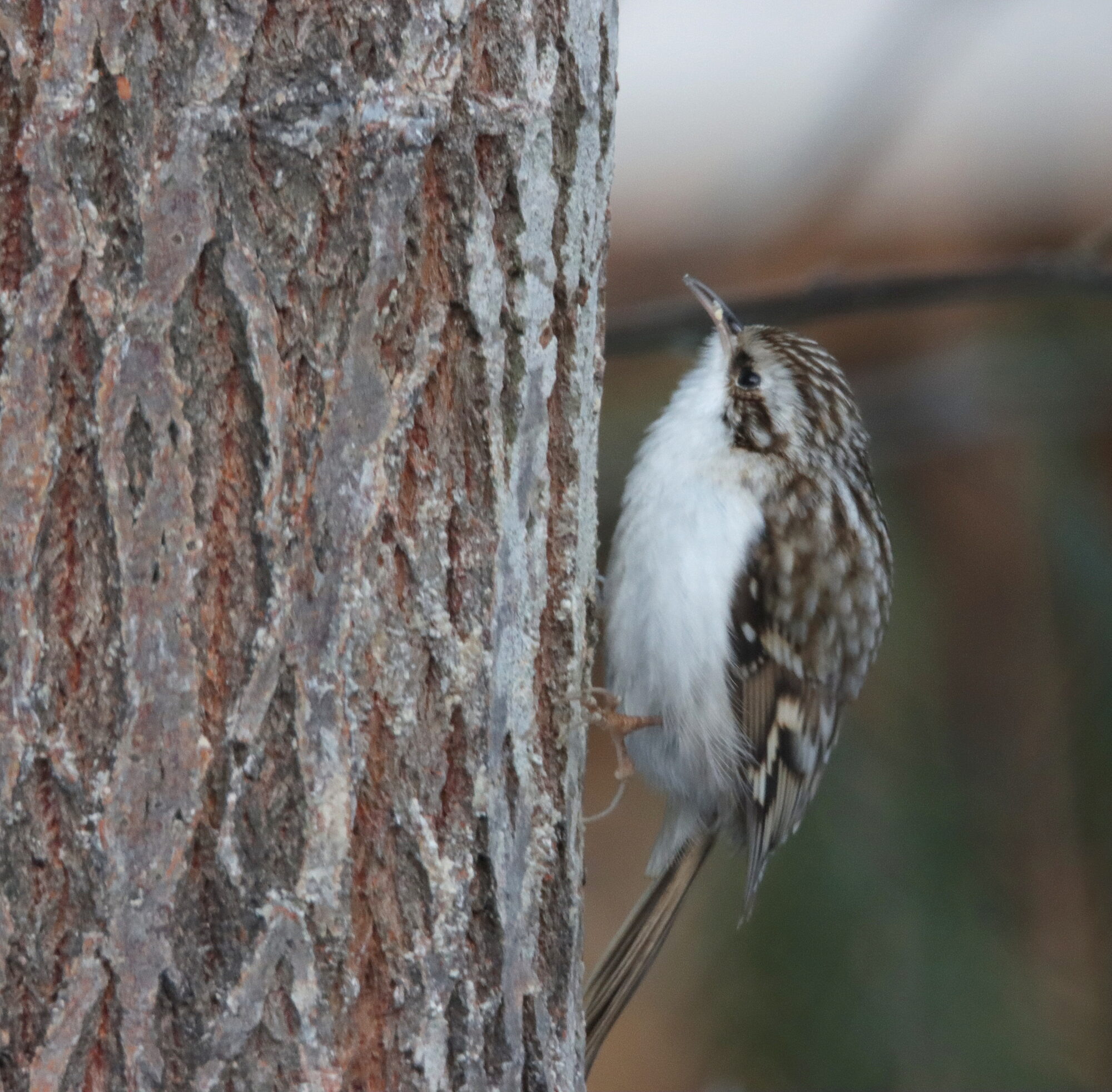 Valokuvaaja: Irja Lehtinen
