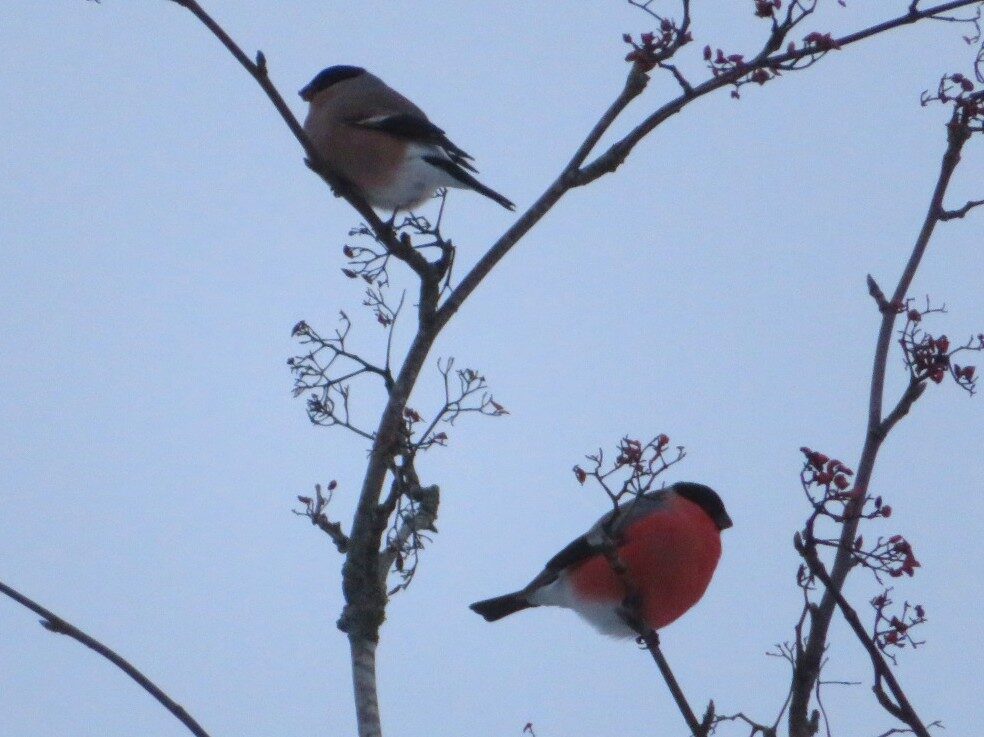 Valokuvaaja: Risto Kangassalo