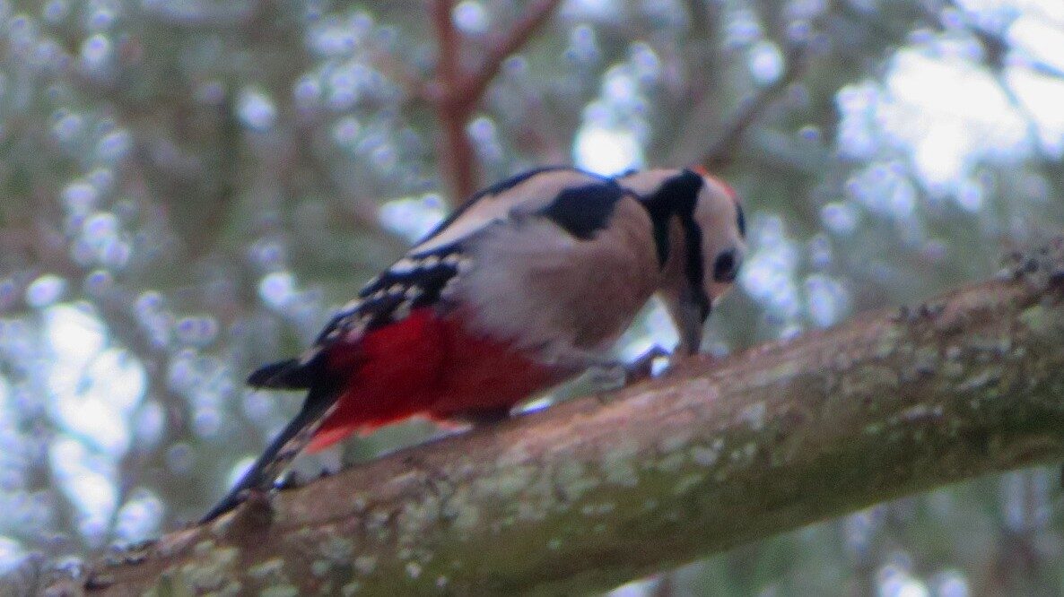 Valokuvaaja: Risto Kangassalo