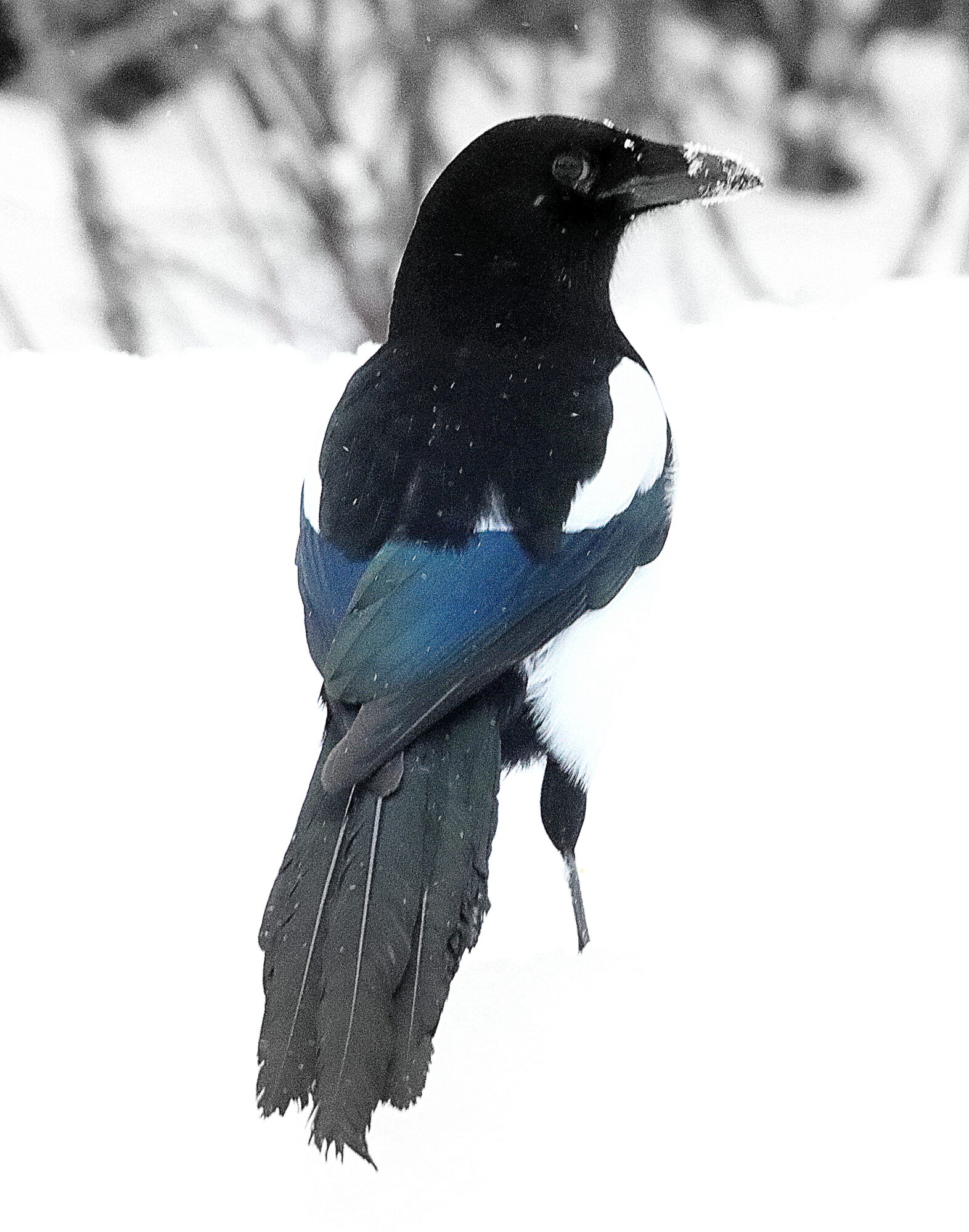 Valokuvaaja: Irja Lehtinen